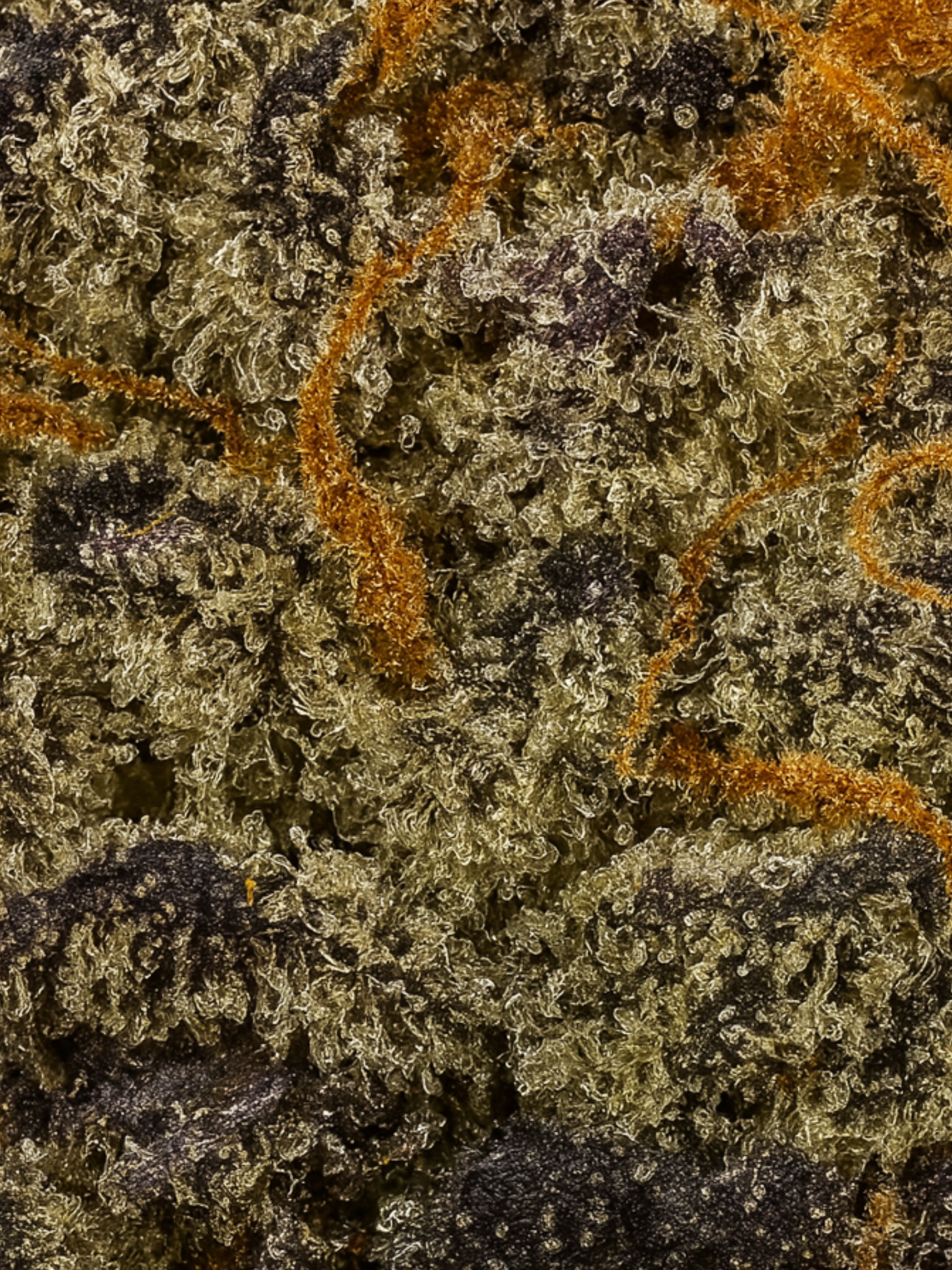 GMO Zkittles - Exotic Smalls