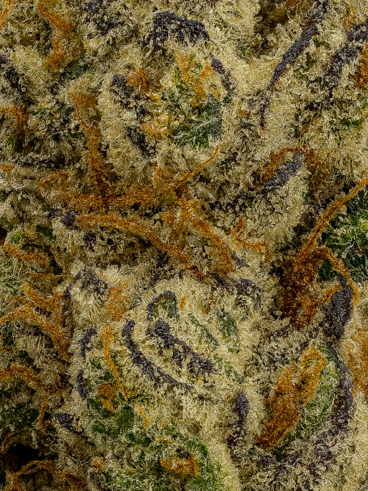 Gas Mask THCA Flower August Cannabis Club