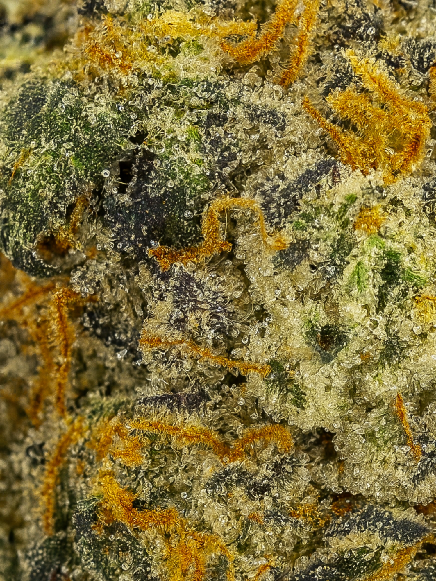 Glitter Bomb