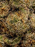 Grape Ape THCA Exotic August Cannabis Club Flower