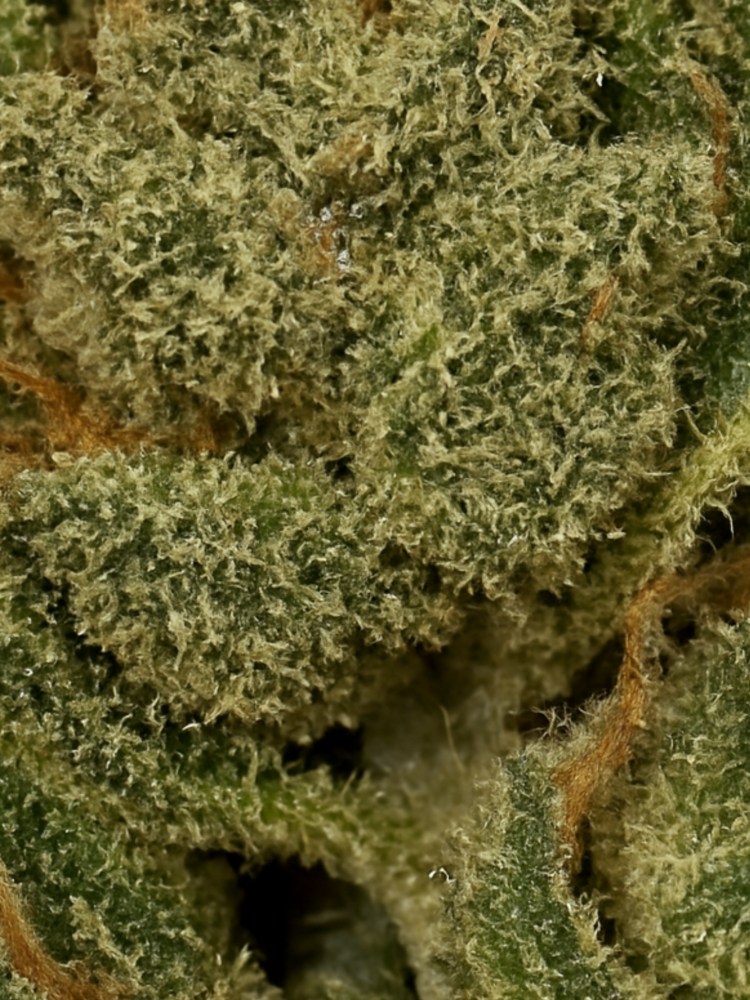 MAC