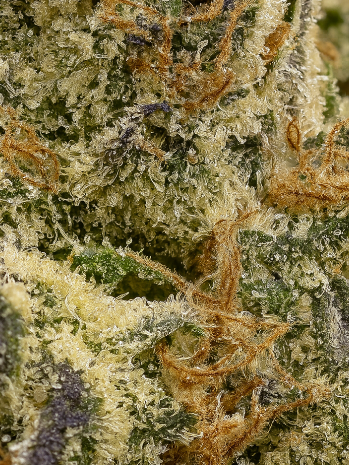 Northern Lights THCA Flower August Cannabis Club