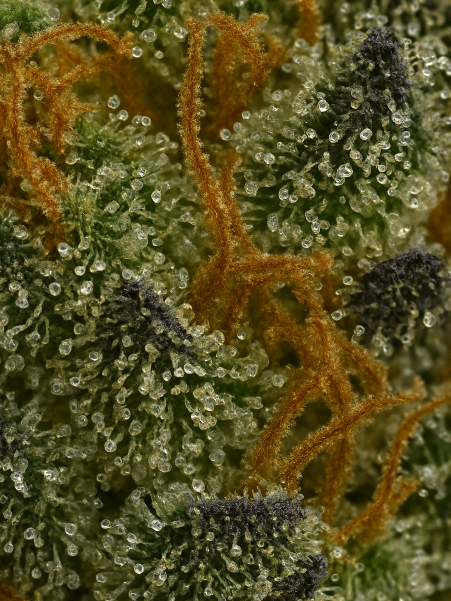 Obama Runtz THCA August Cannabis Club