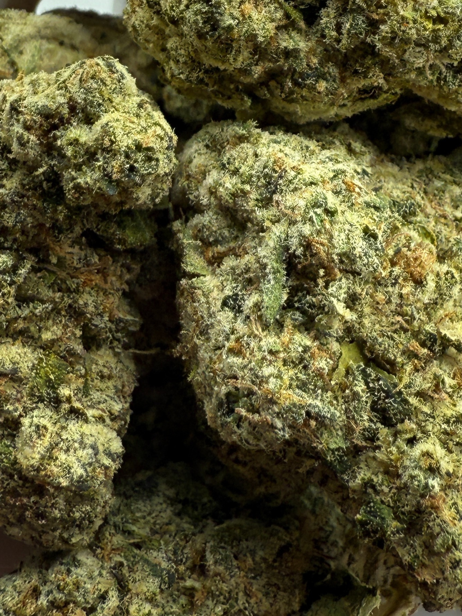 Orange Push Pop THCA Flower August Cannabis Club Indoors Living Soil Closeup