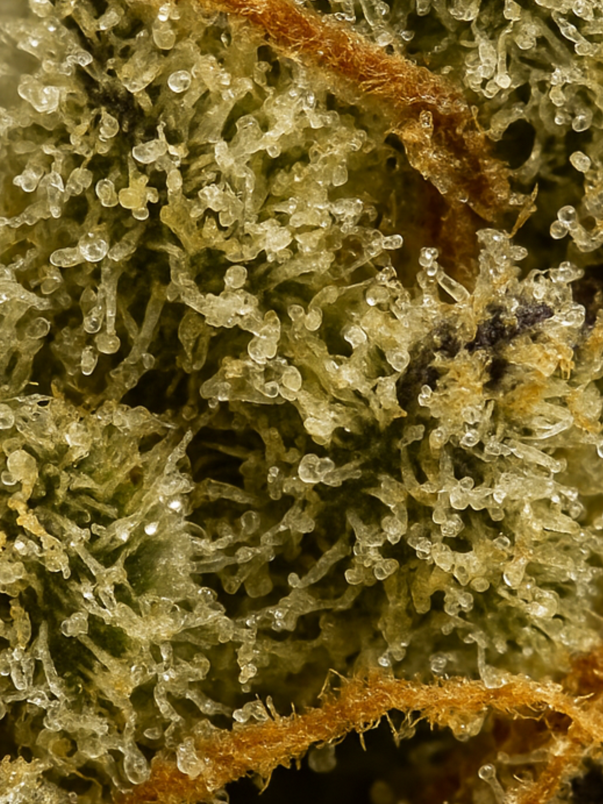 August Cannabis Club Hindu Kush THCA Flower 