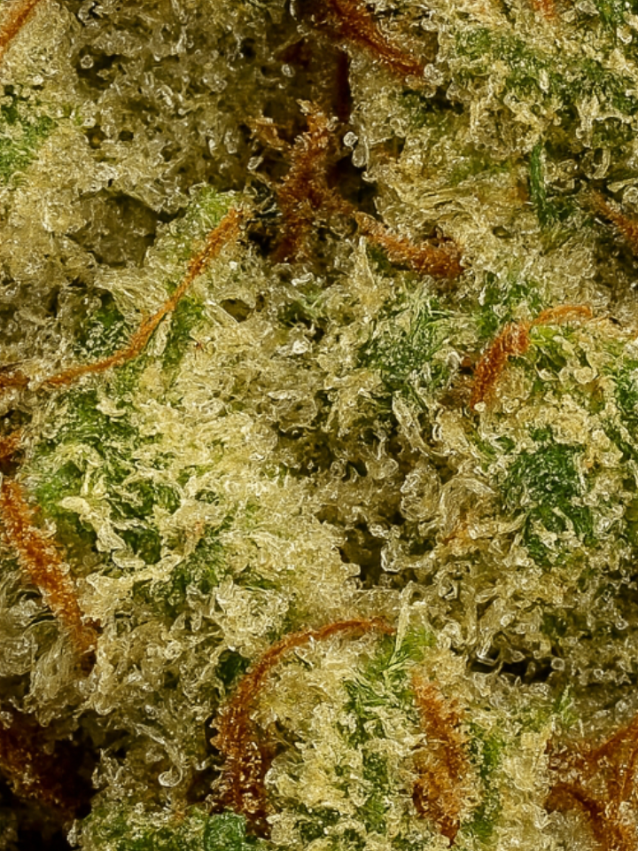 Panama Red THCA Flower August Cannabis Club