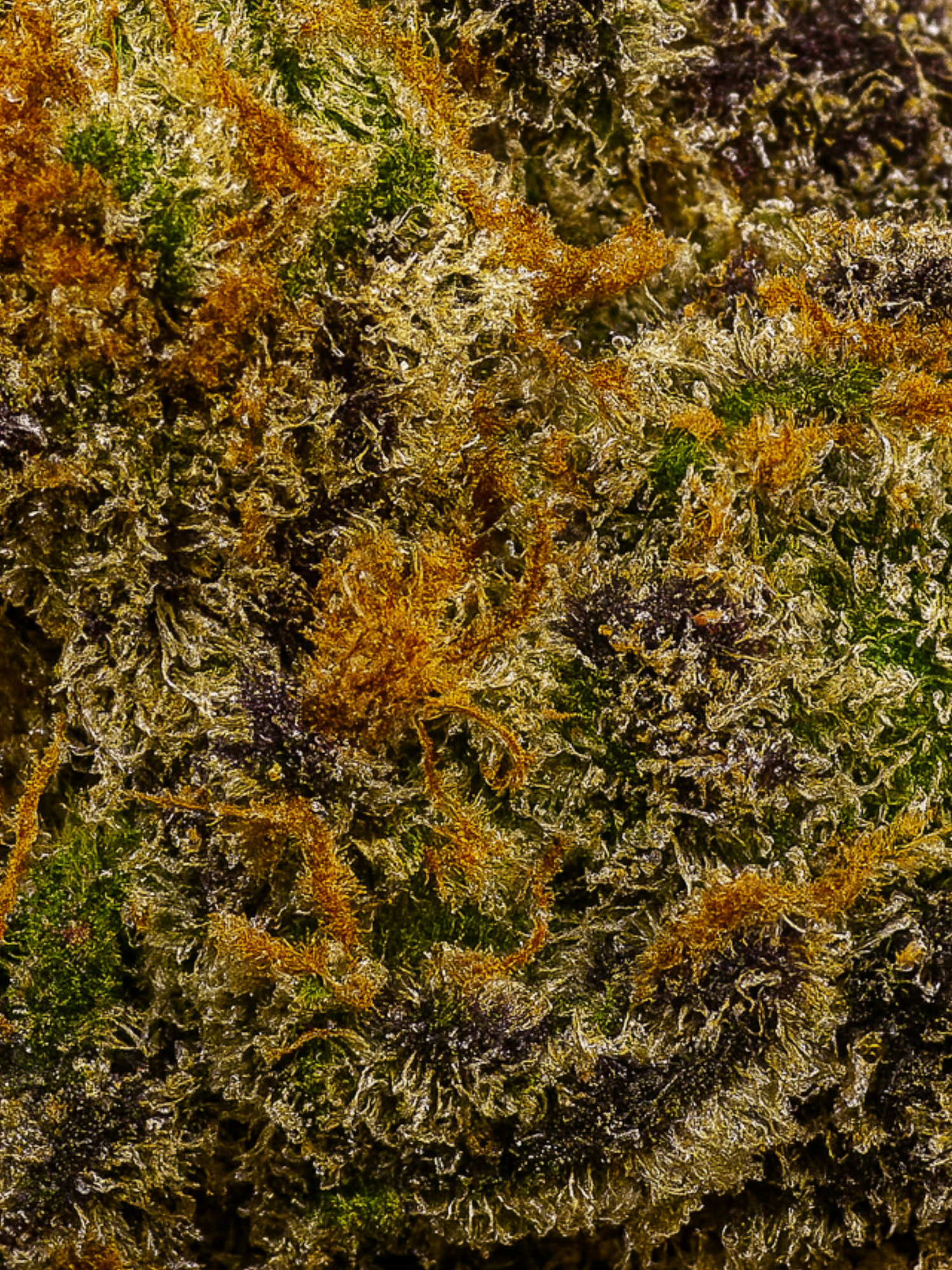 Pink Rozay THCA Flower August Cannabis Club