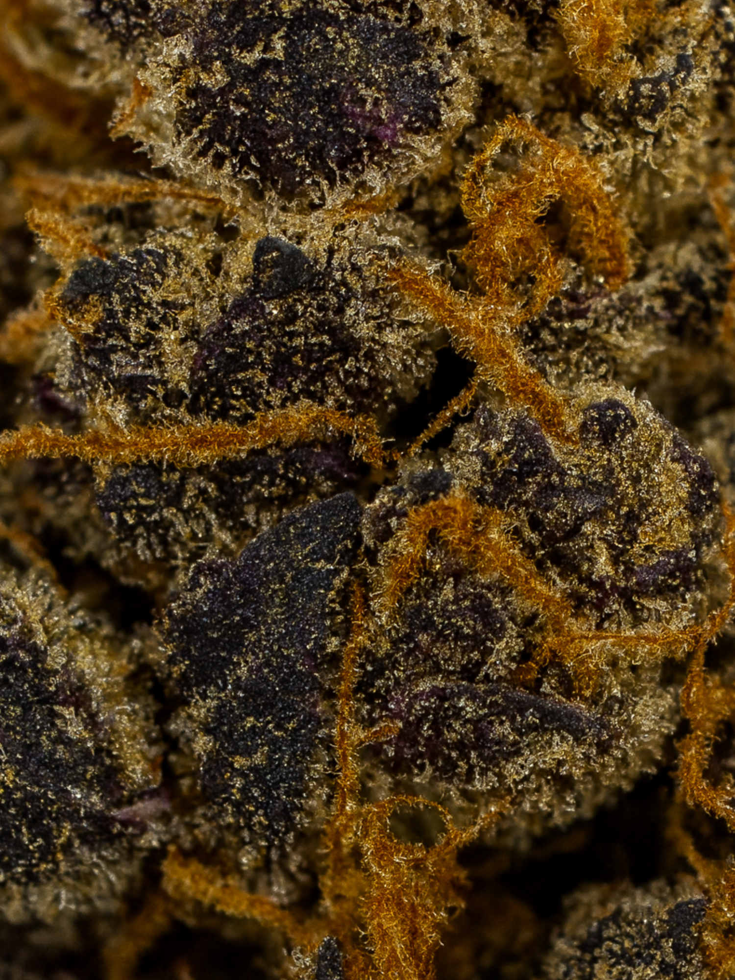 Pink Starburst - Exotic Smalls
