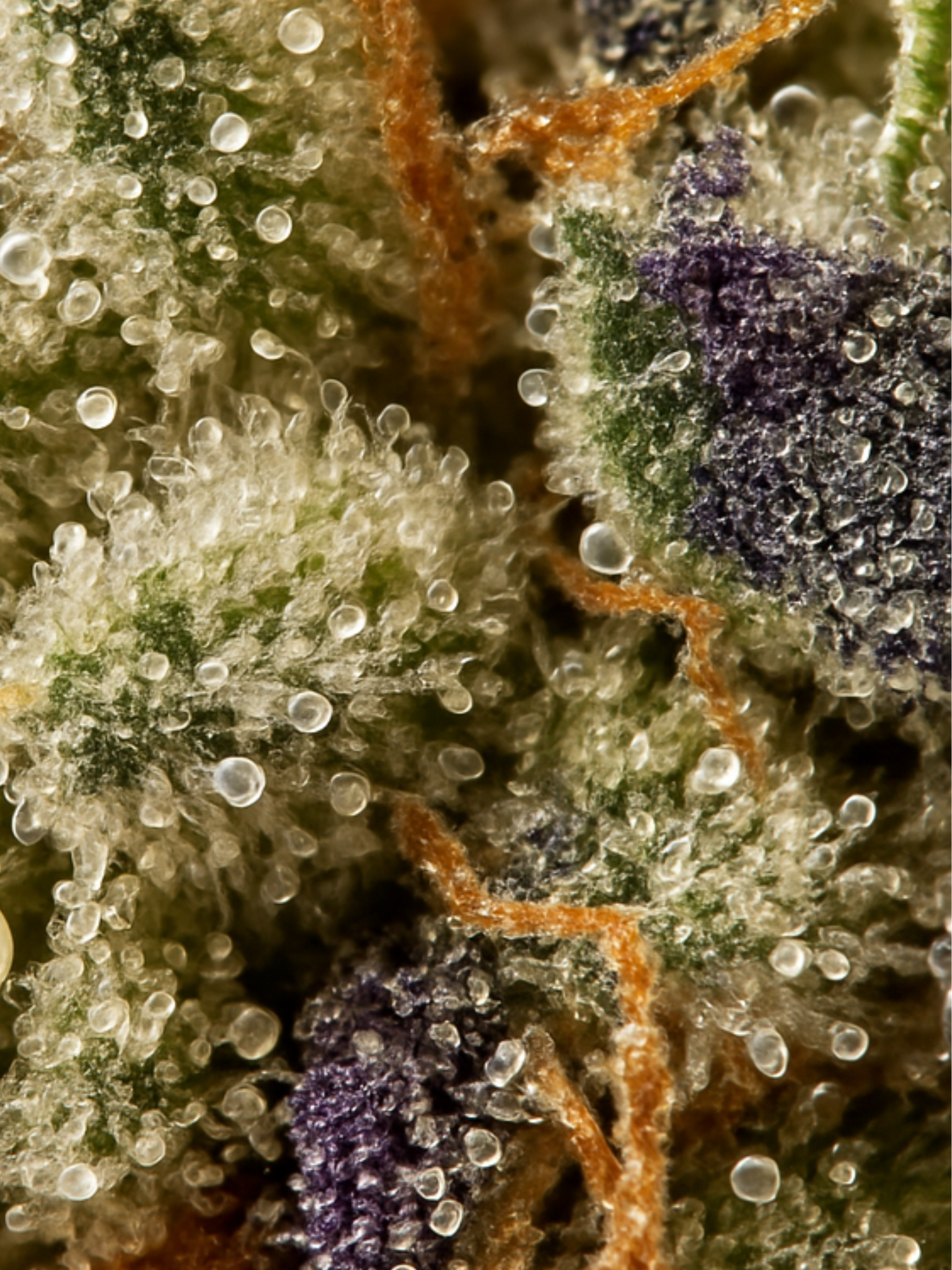 Skywalker