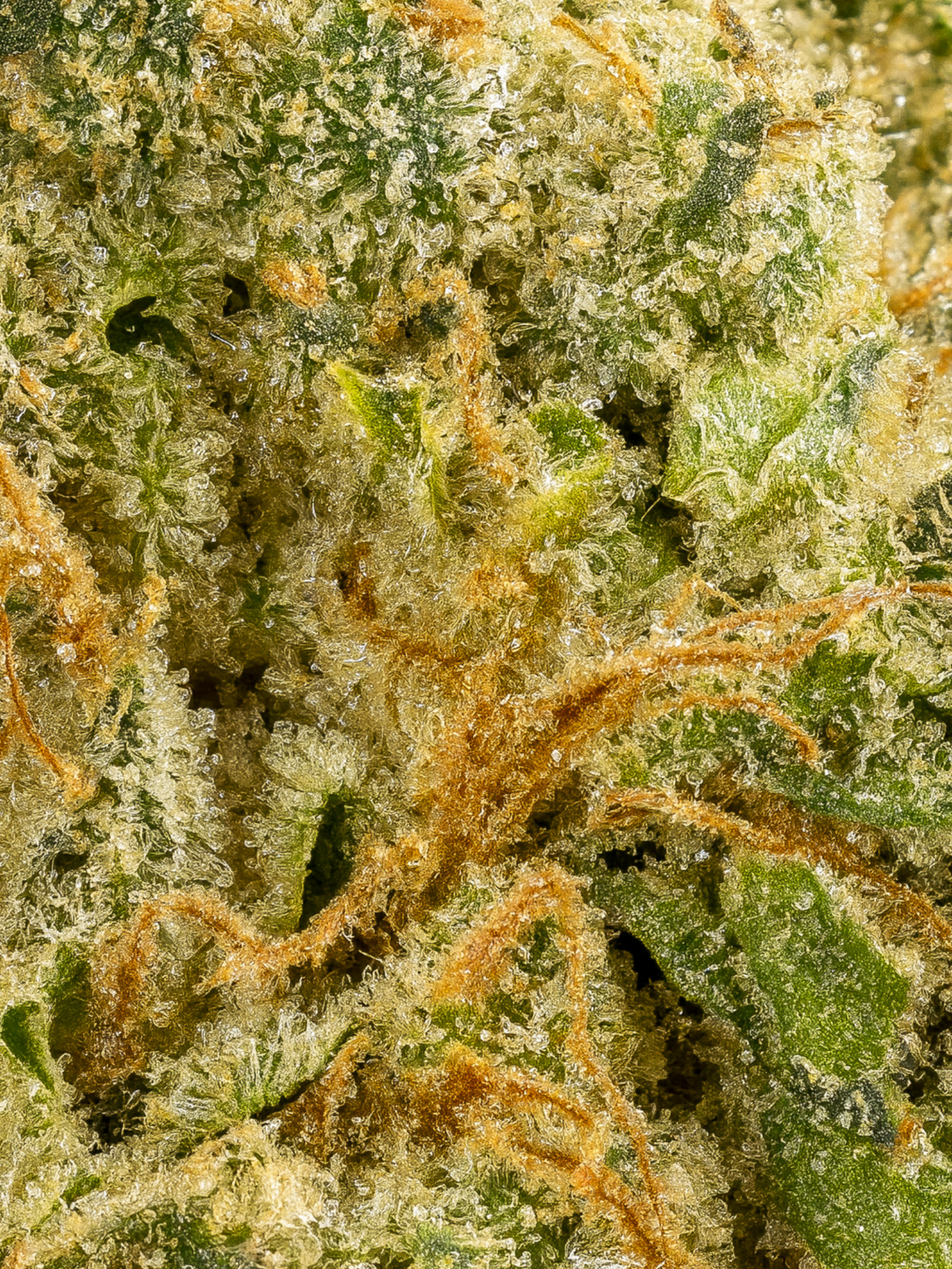 Strawberry Cough THCA August Cannabis Club Living Indoor Soil Grown Flower