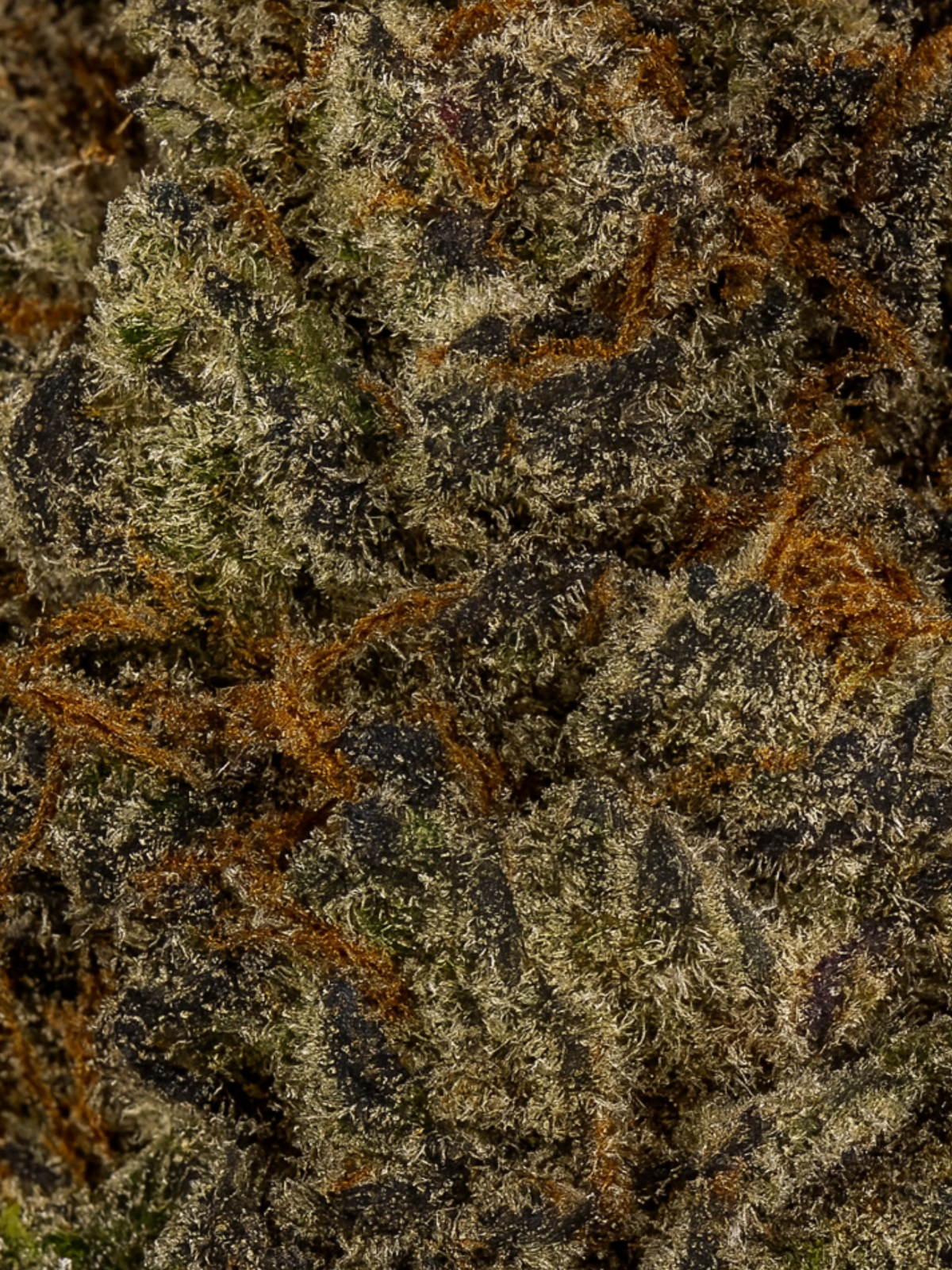 Blue Lobster THCA Flower Exotic August Cannabis Club