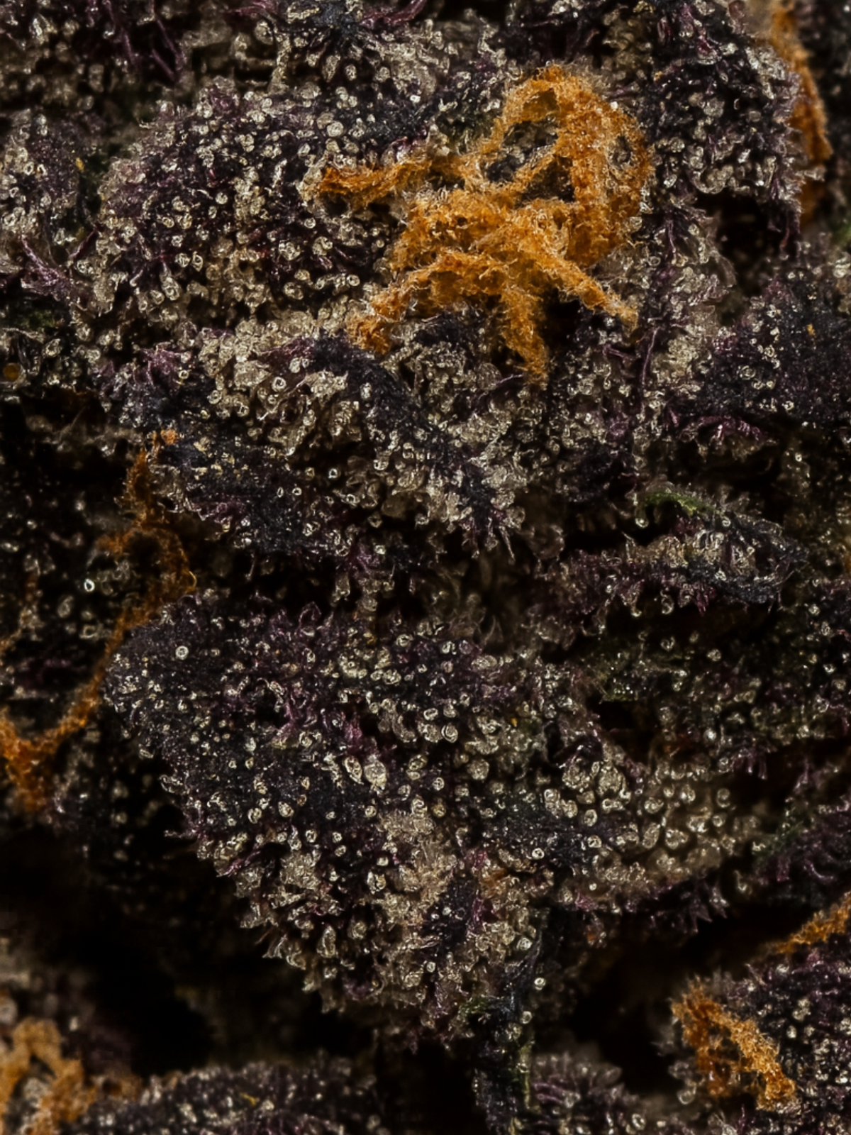 Danky Kong THCA Flower August Cannabis Club