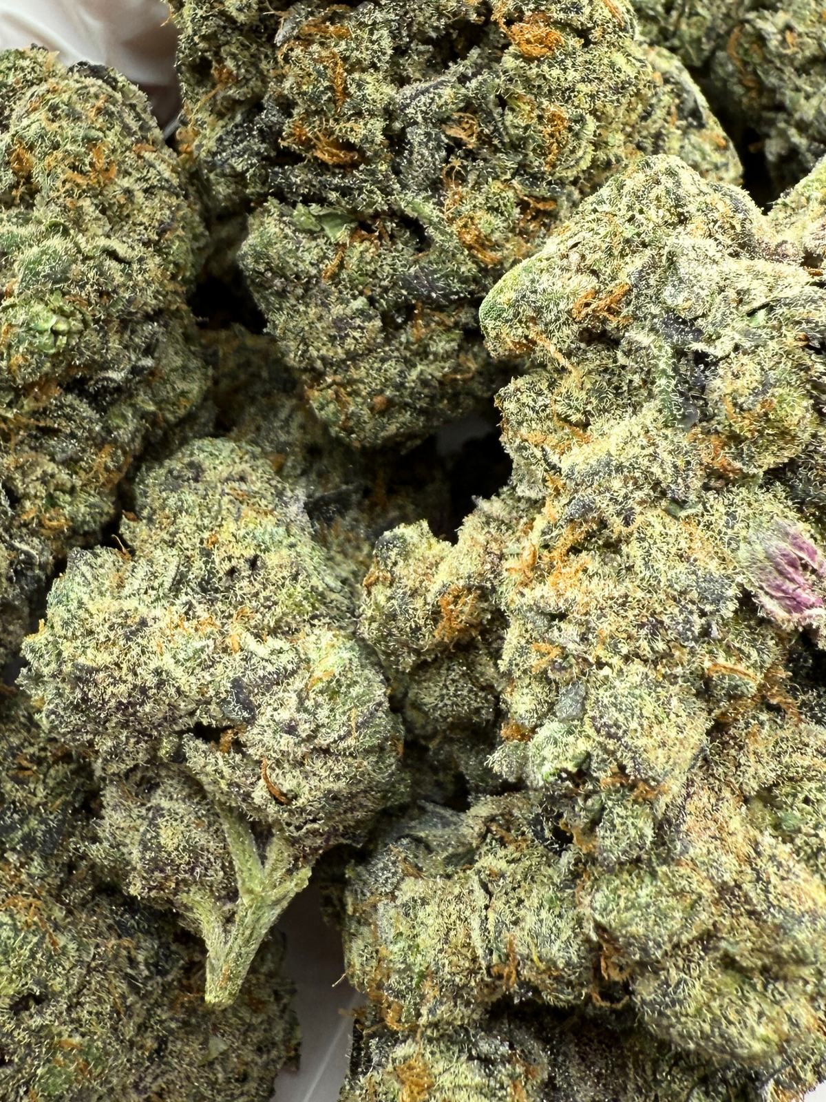 Government Oasis THCA Flower August Cannabis Club Living Soil