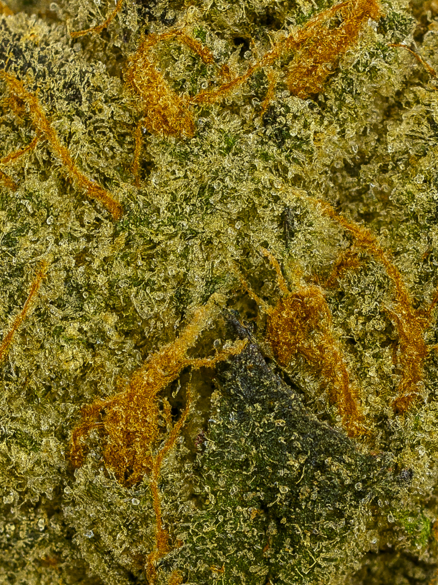 Government Oasis THCA Flower August Cannabis Club Living Soil Closeup