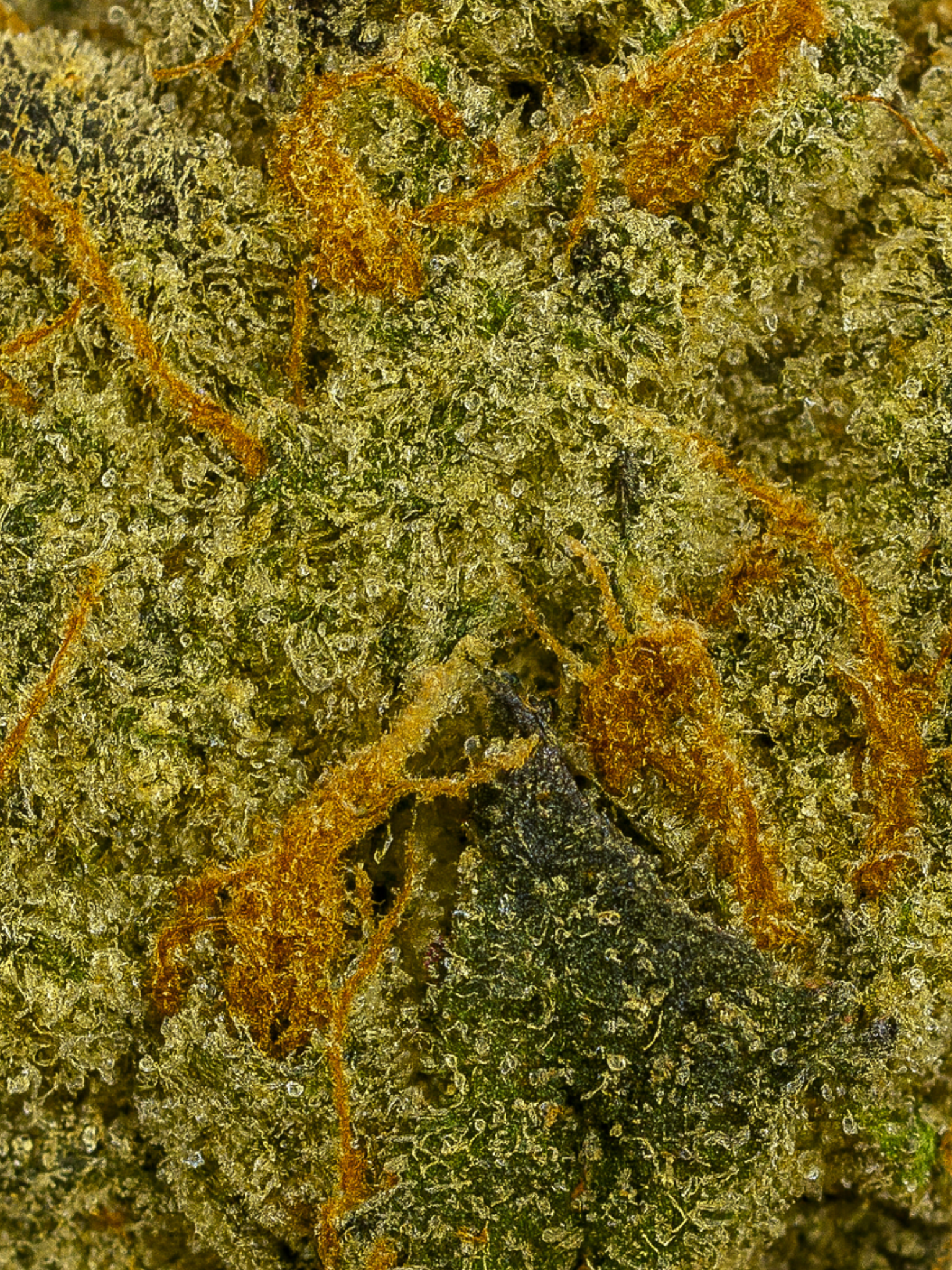 Government Oasis THCA Flower August Cannabis Club Living Soil Closeup