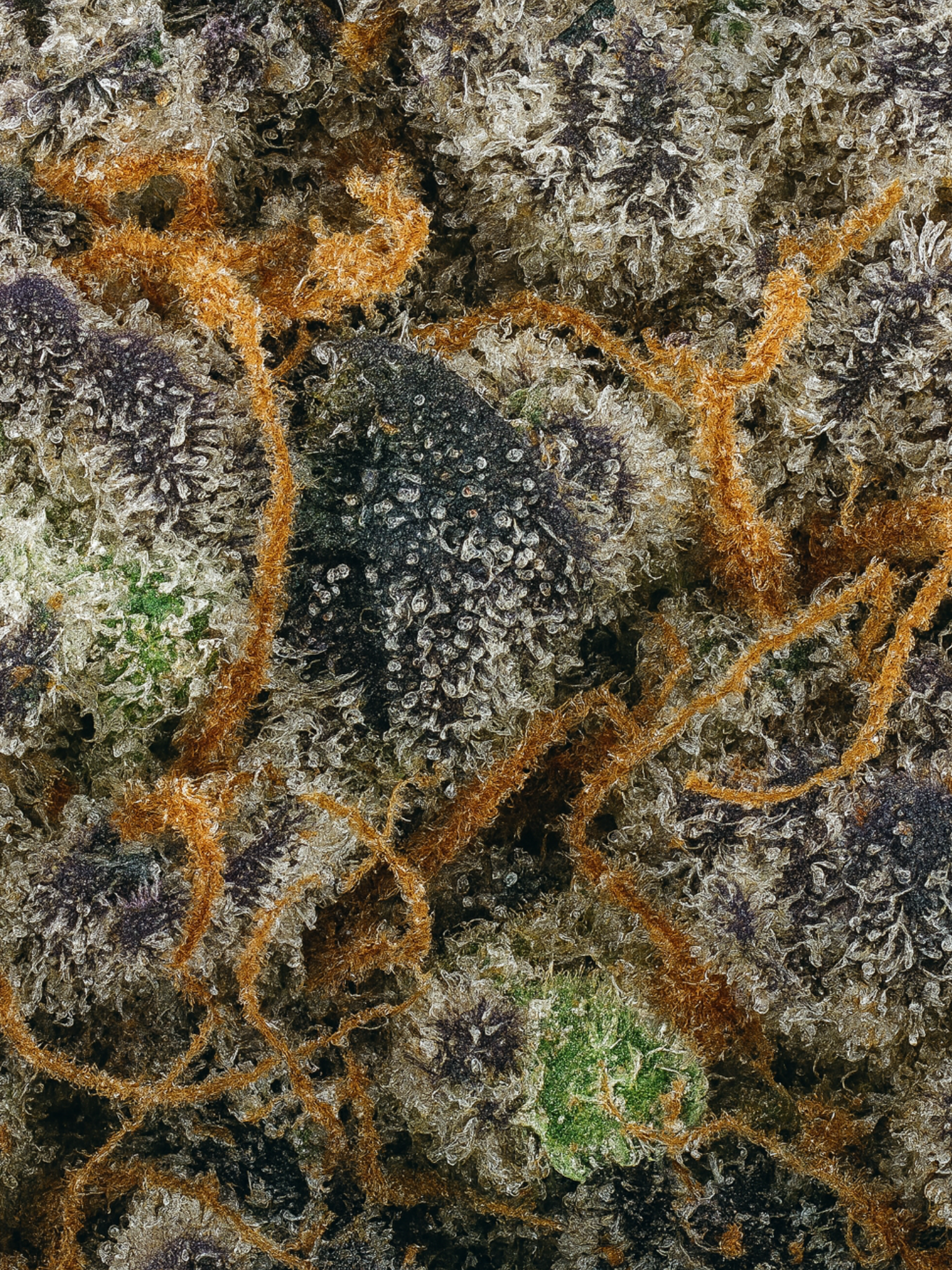 August Cannabis Club Super Boof THCA Flower Closeup