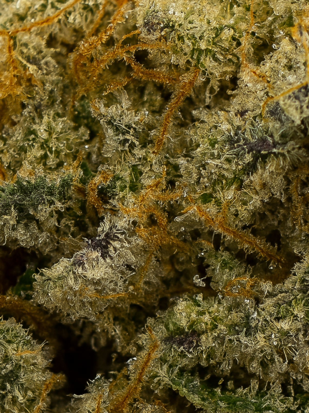 LSD THCA Flower August Cannabis Club