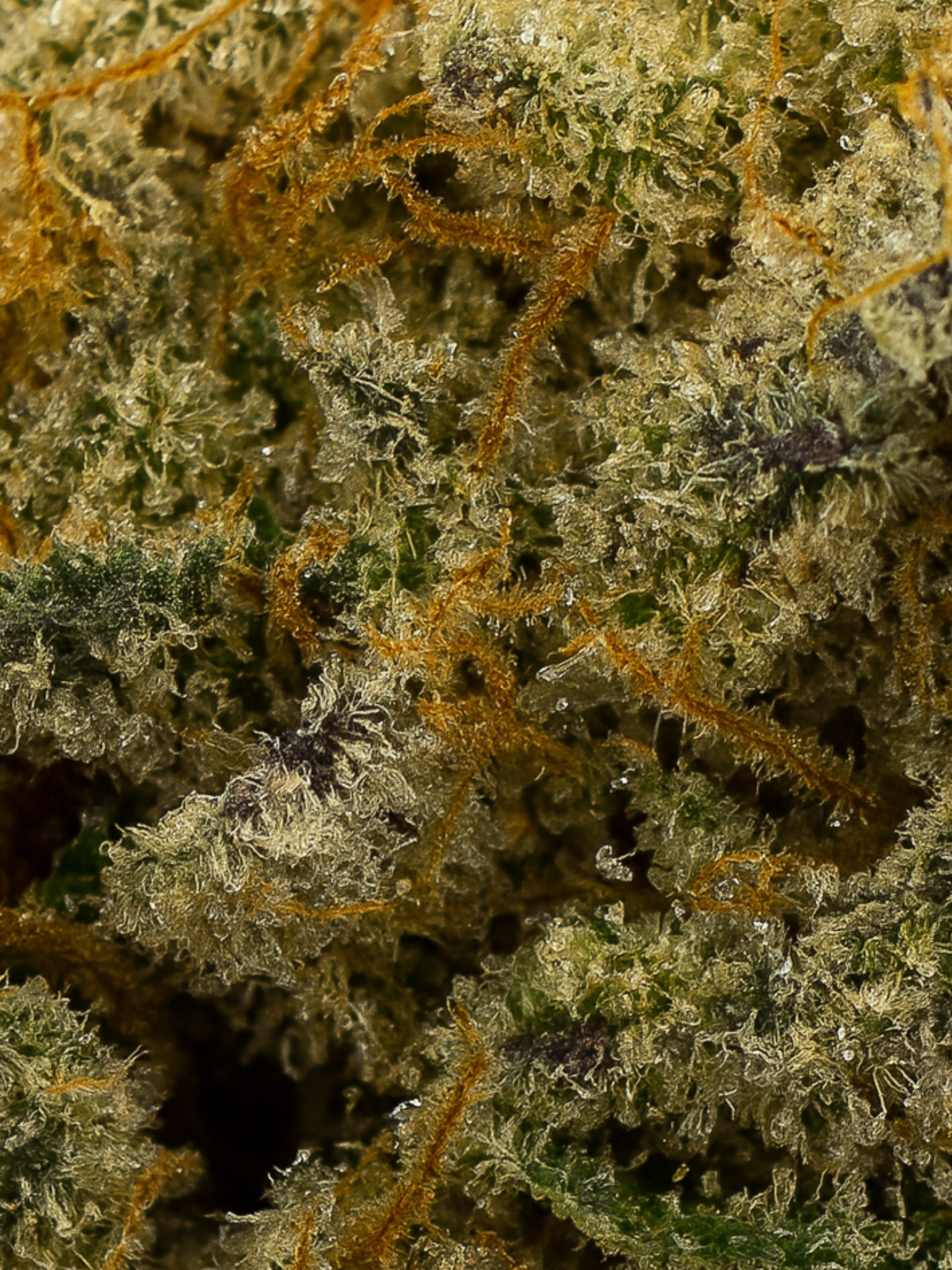 LSD THCA Flower August Cannabis Club