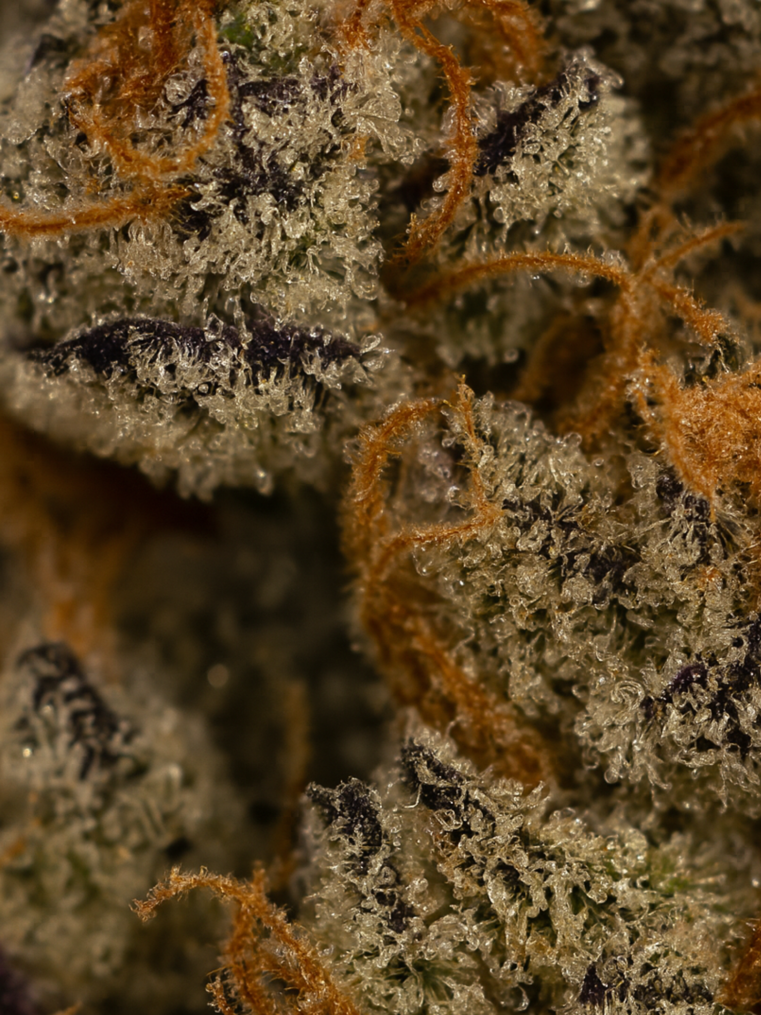 London Fog THCA Flower August Cannabis Club