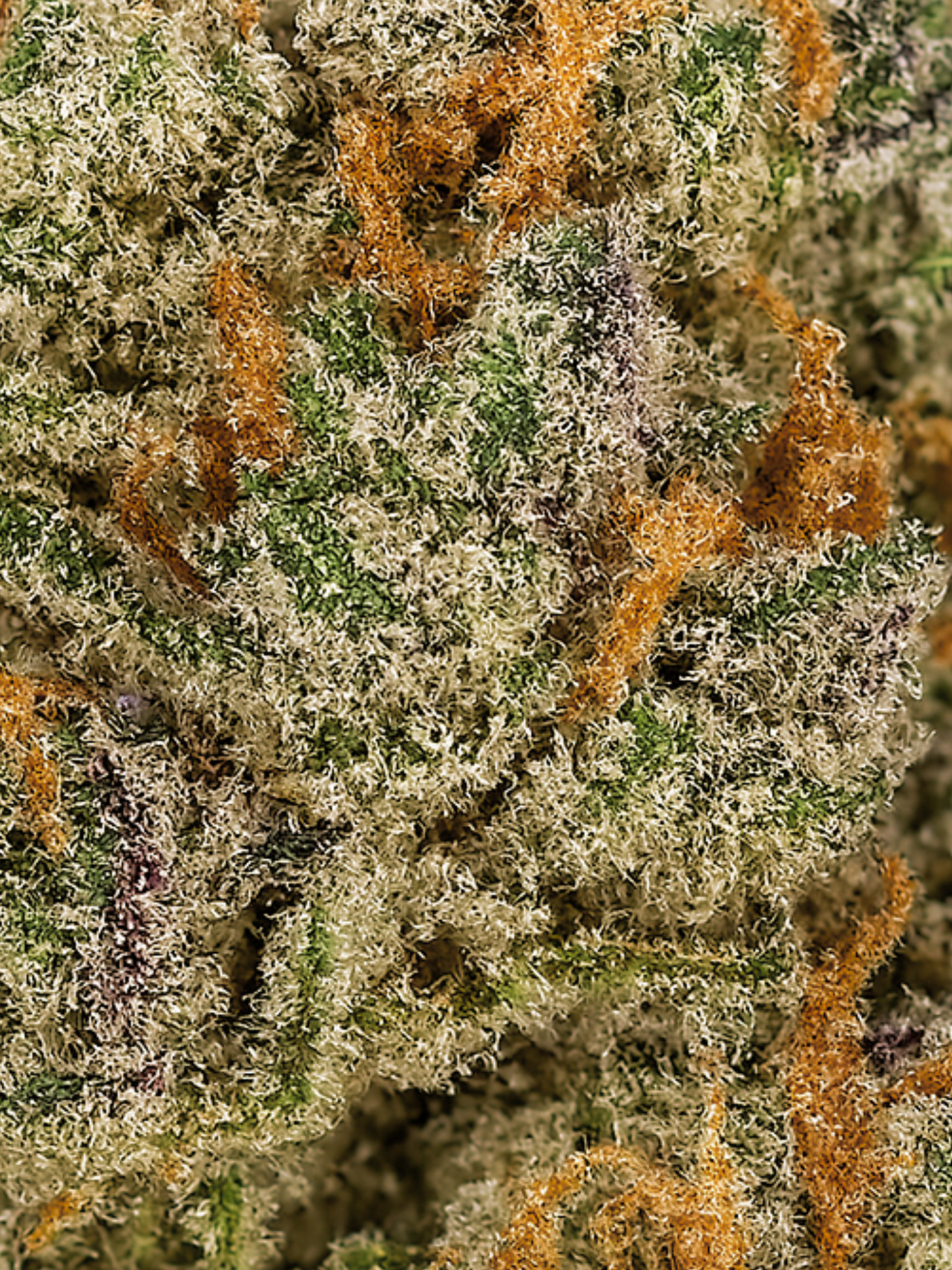 Super Buff Cherry - Exotic Smalls