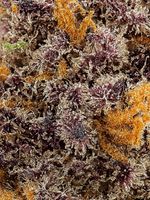 Tropical Punch THCA Exotic Smalls Flower