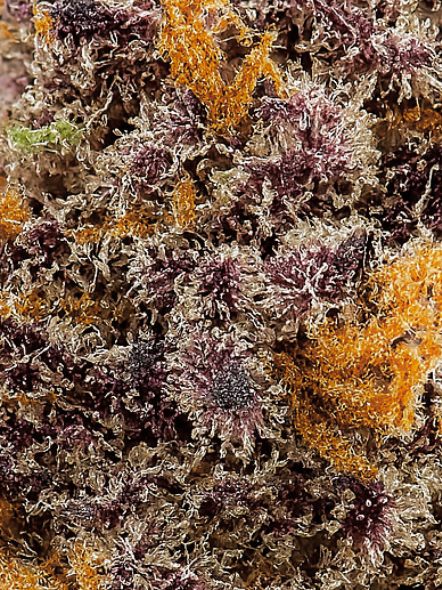 Tropical Punch THCA Exotic Smalls Flower