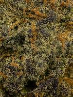 Apples and Bananas THCA Strain August Cannabis Club Hybrid Closeup