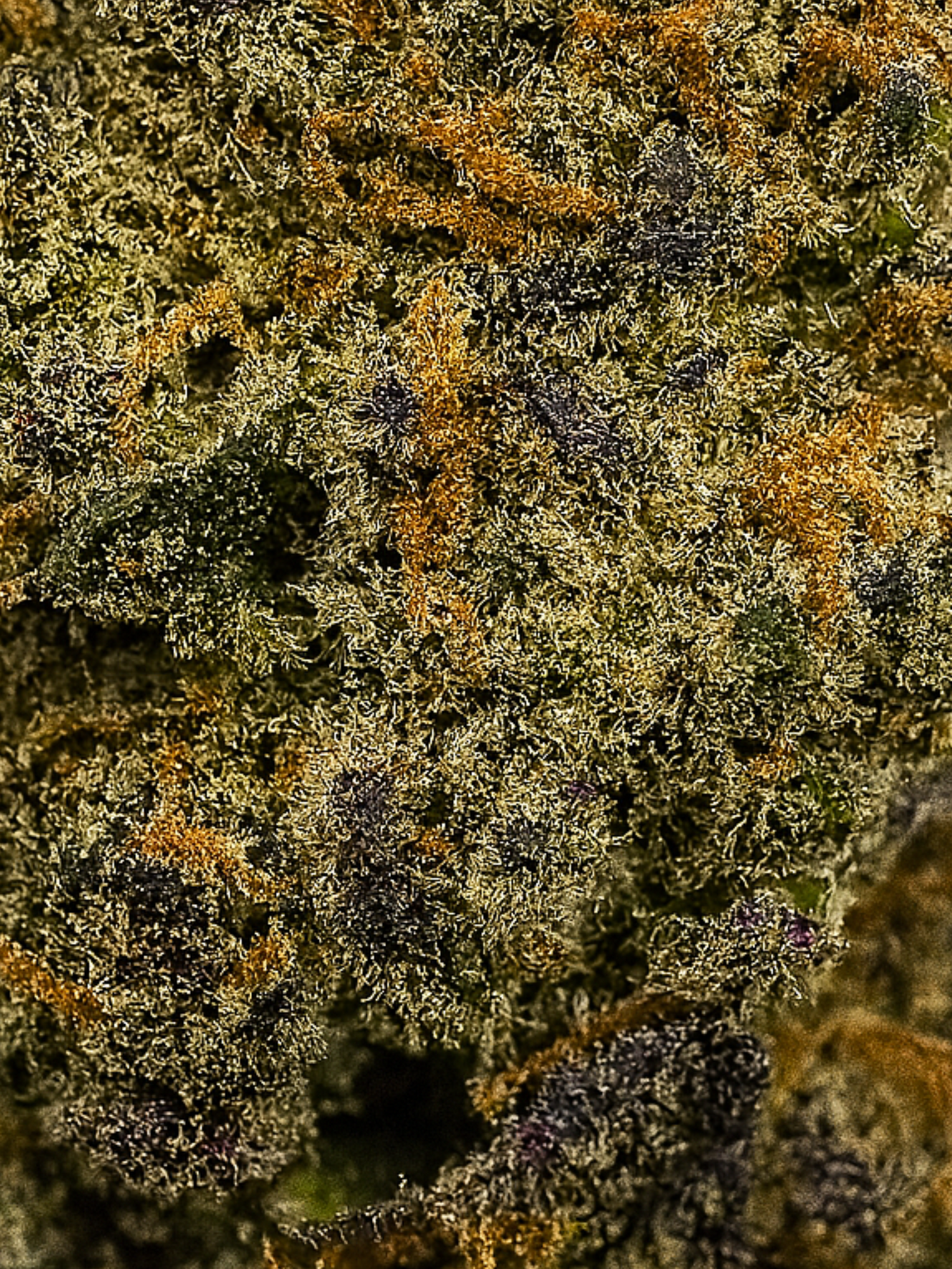 Apples and Bananas THCA Strain August Cannabis Club Hybrid Closeup