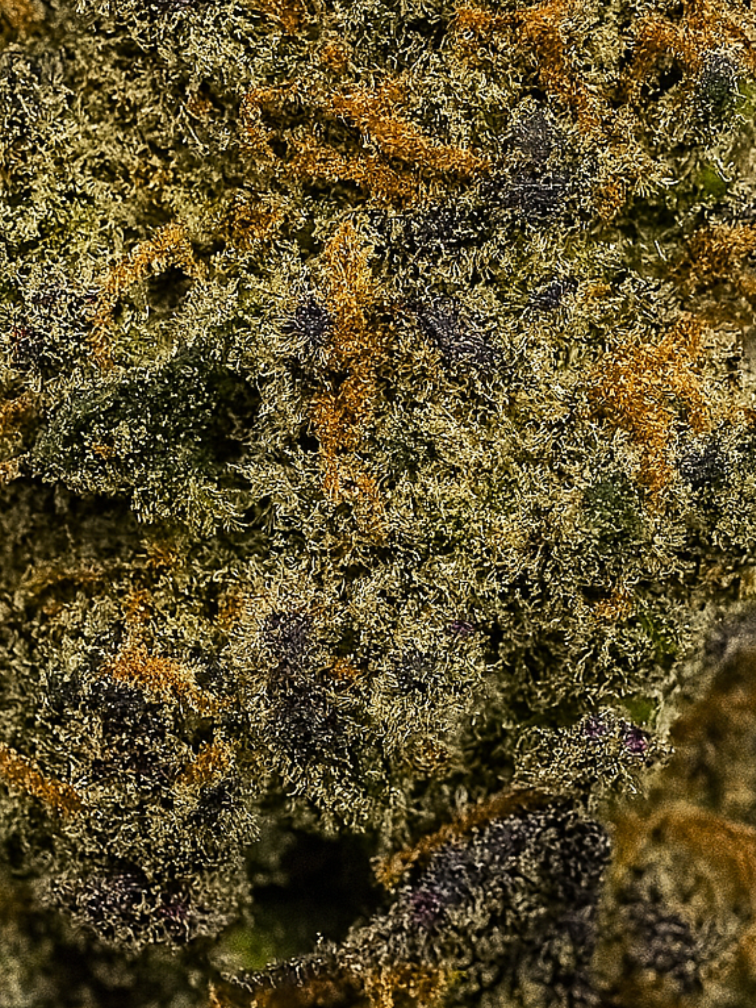 Apples and Bananas THCA Strain August Cannabis Club Hybrid Closeup