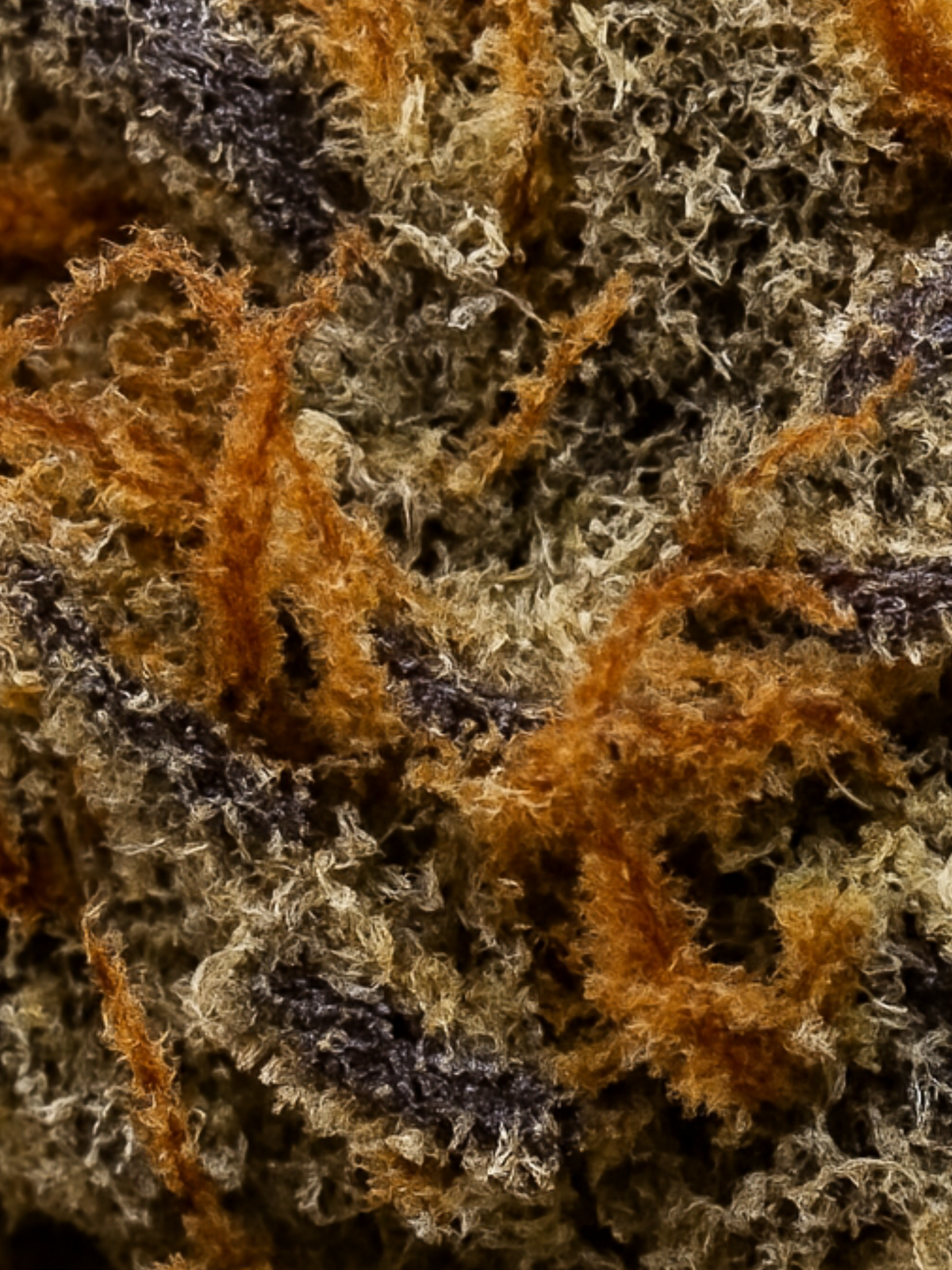 August Cannabis Club Thai THCA Flower 