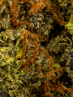 August Cannabis Club THCA White Truffles Indoor Flower
