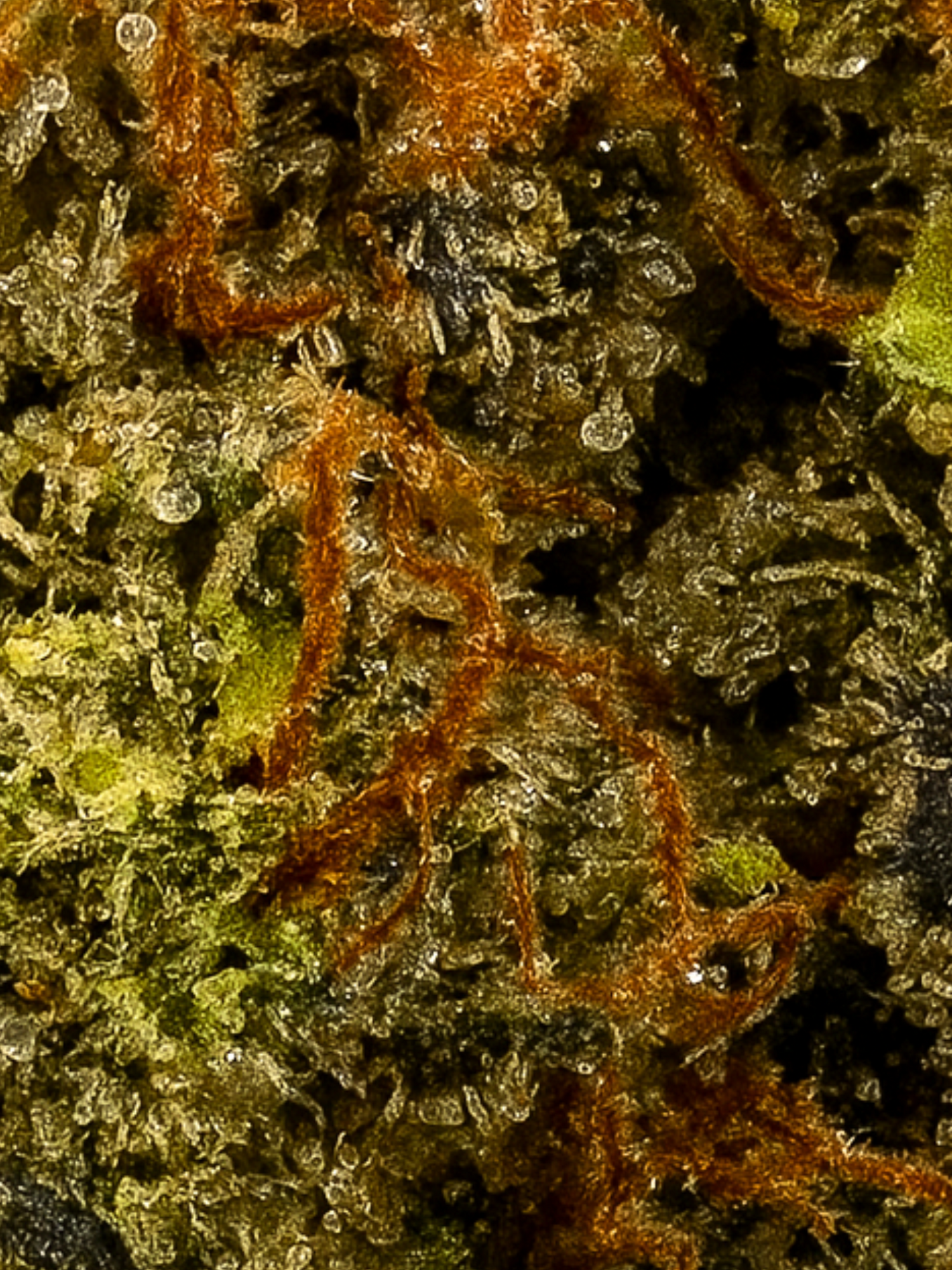 August Cannabis Club THCA White Truffles Indoor Flower