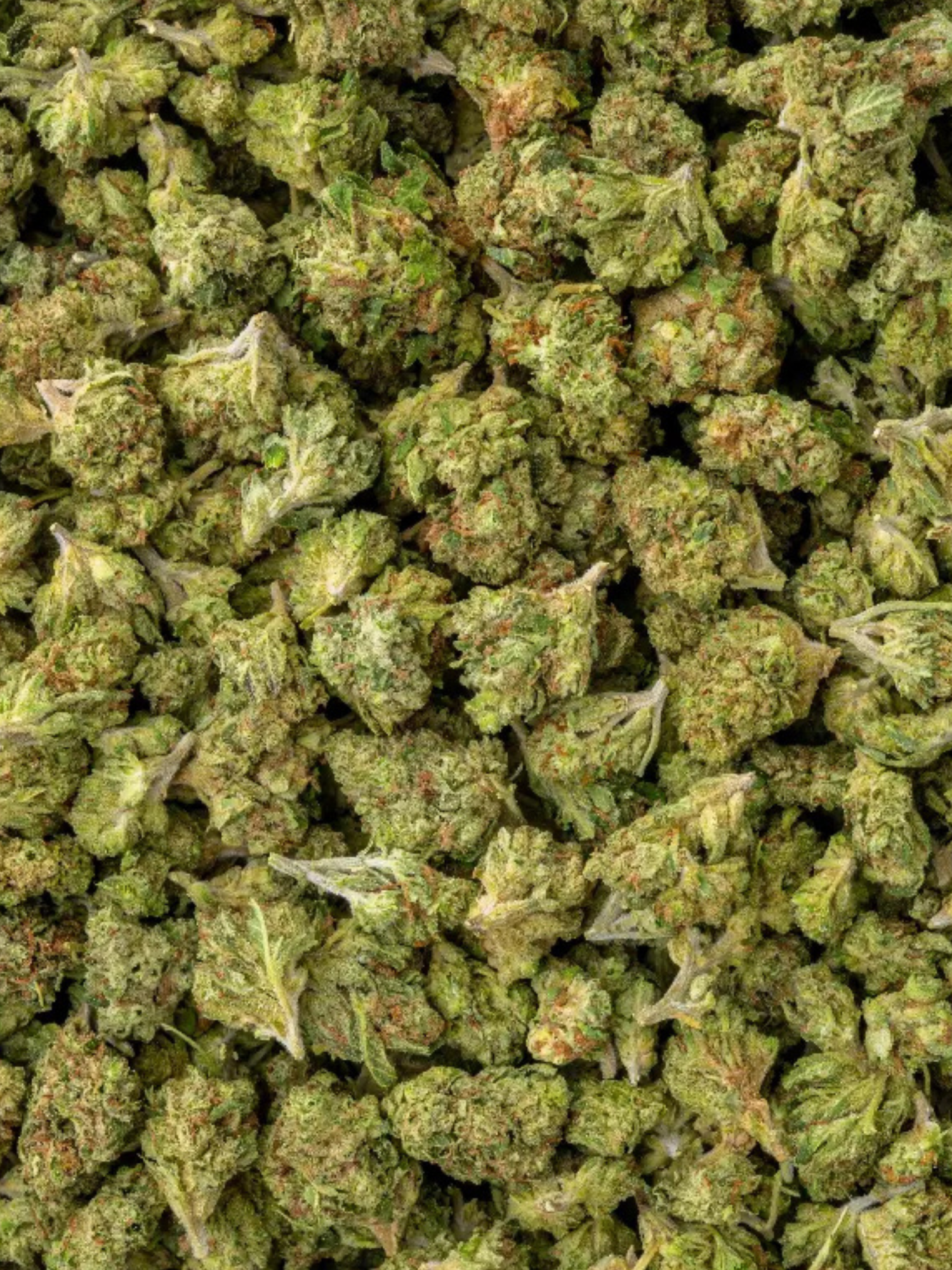 Close-up of Sour Diesel THCa Greenhouse Smalls showing crystal trichomes and bright orange hairs | August Cannabis Club