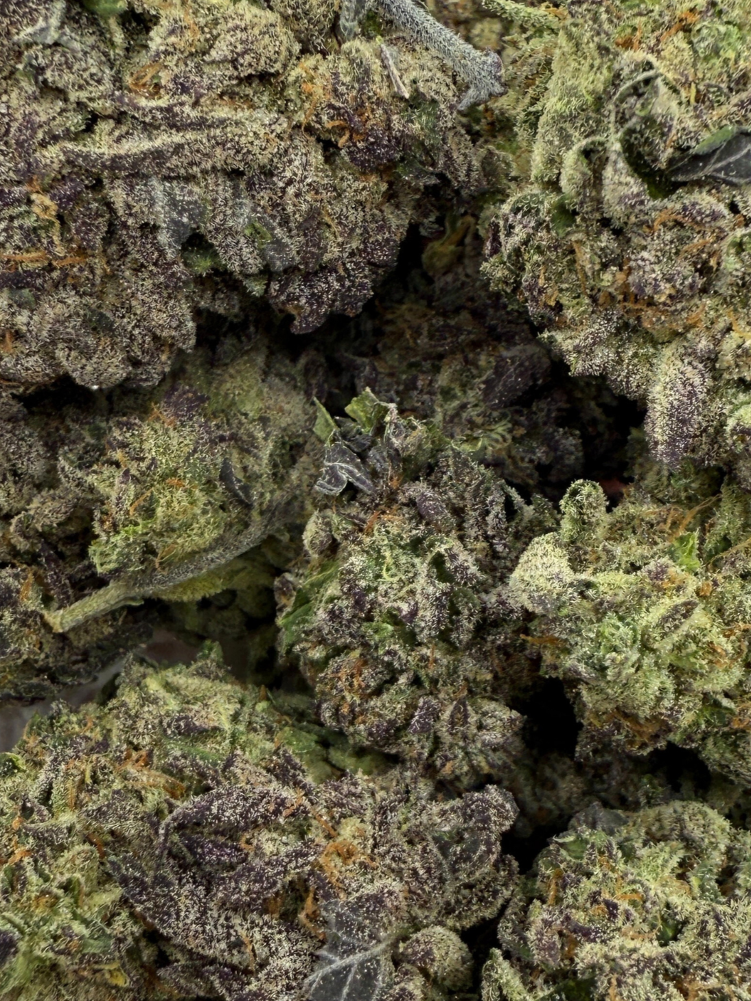 Aurora Indica
