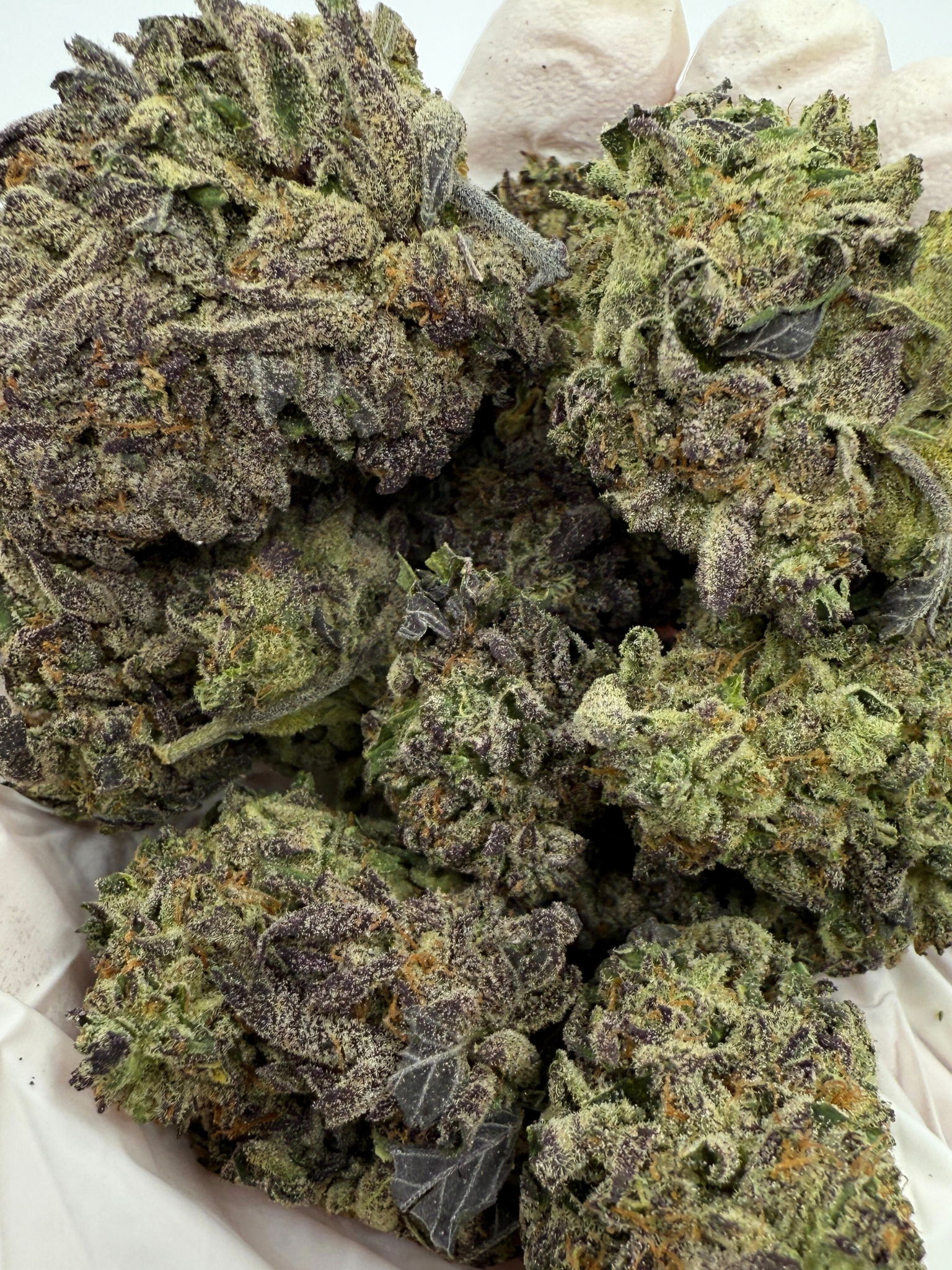 Aurora Indica