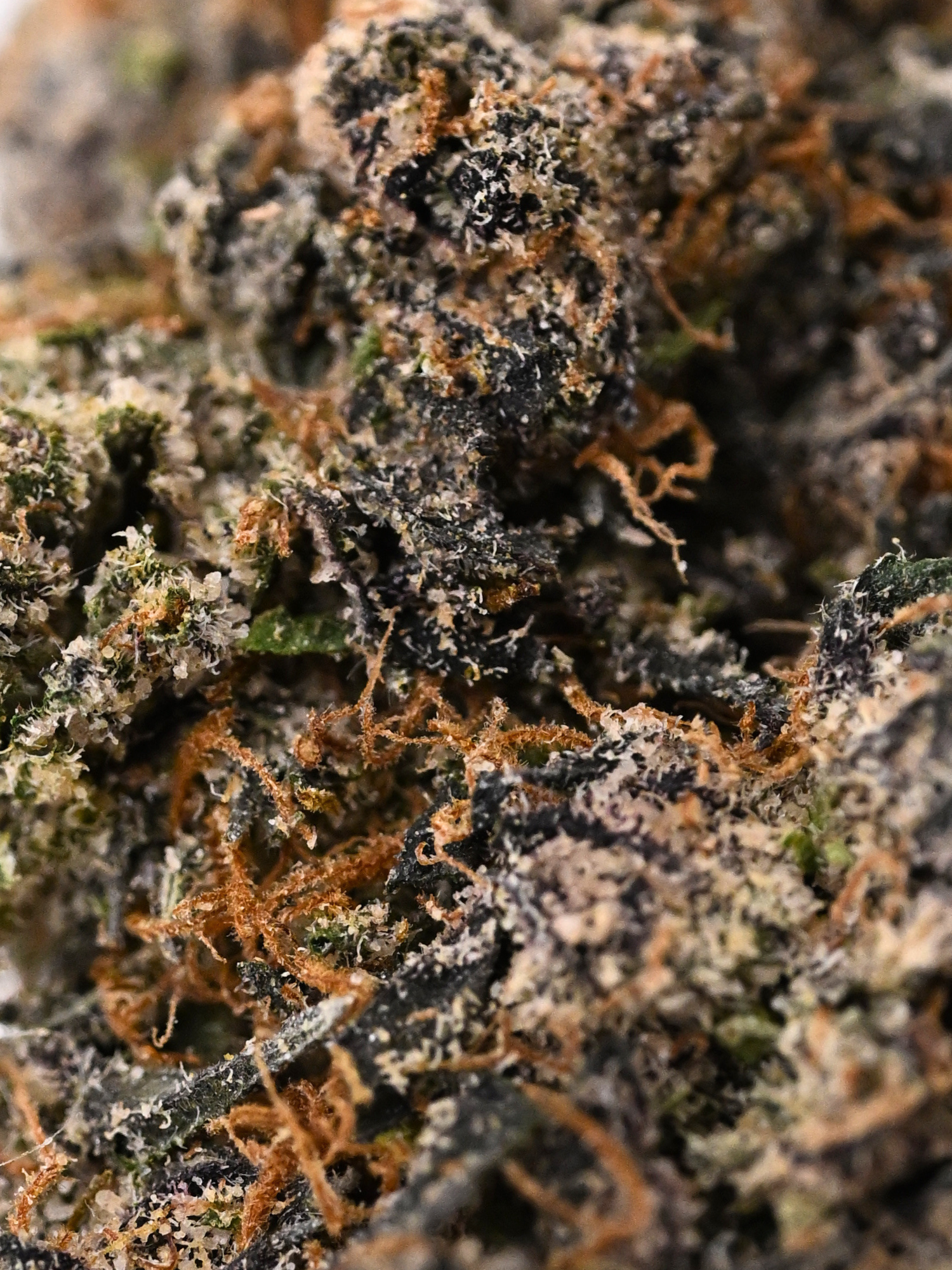 Black Marker August Cannabis Club Indoor Living Soil THCA Flower