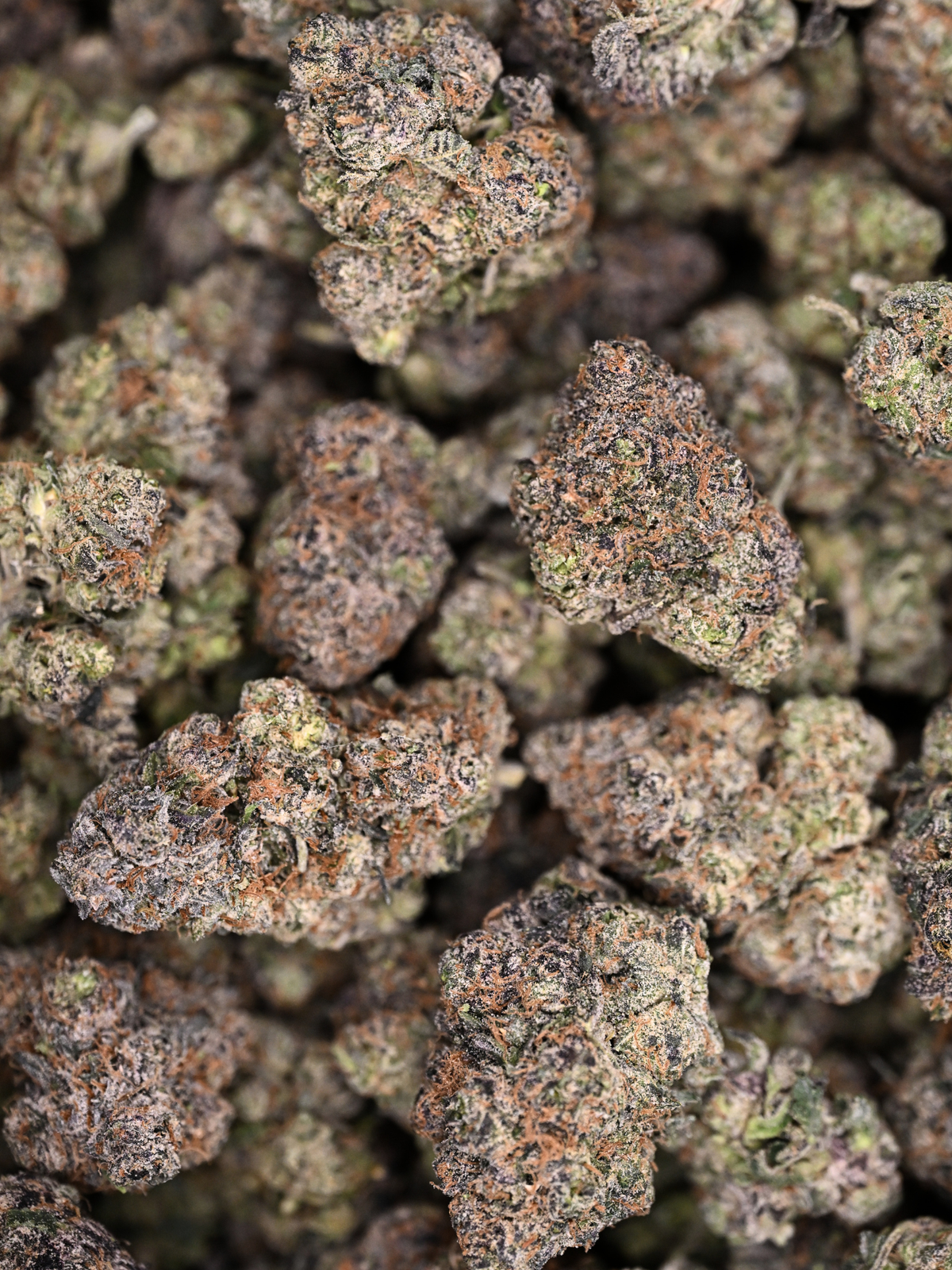 Black Marker August Cannabis Club Indoor Living Soil THCA Flower