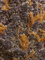 Blizzard Berry THCA Flower Cannabis  August Cannabis Club