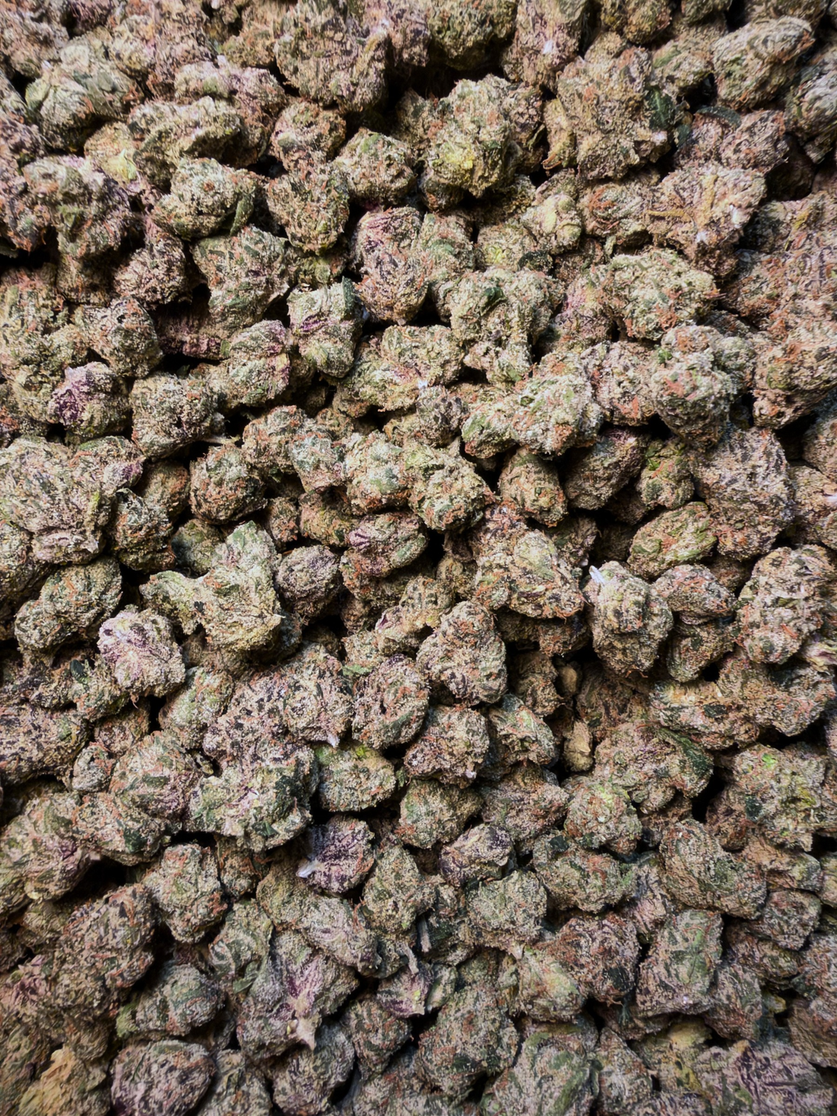 Blue Cherry Gelato - Exotic Smalls