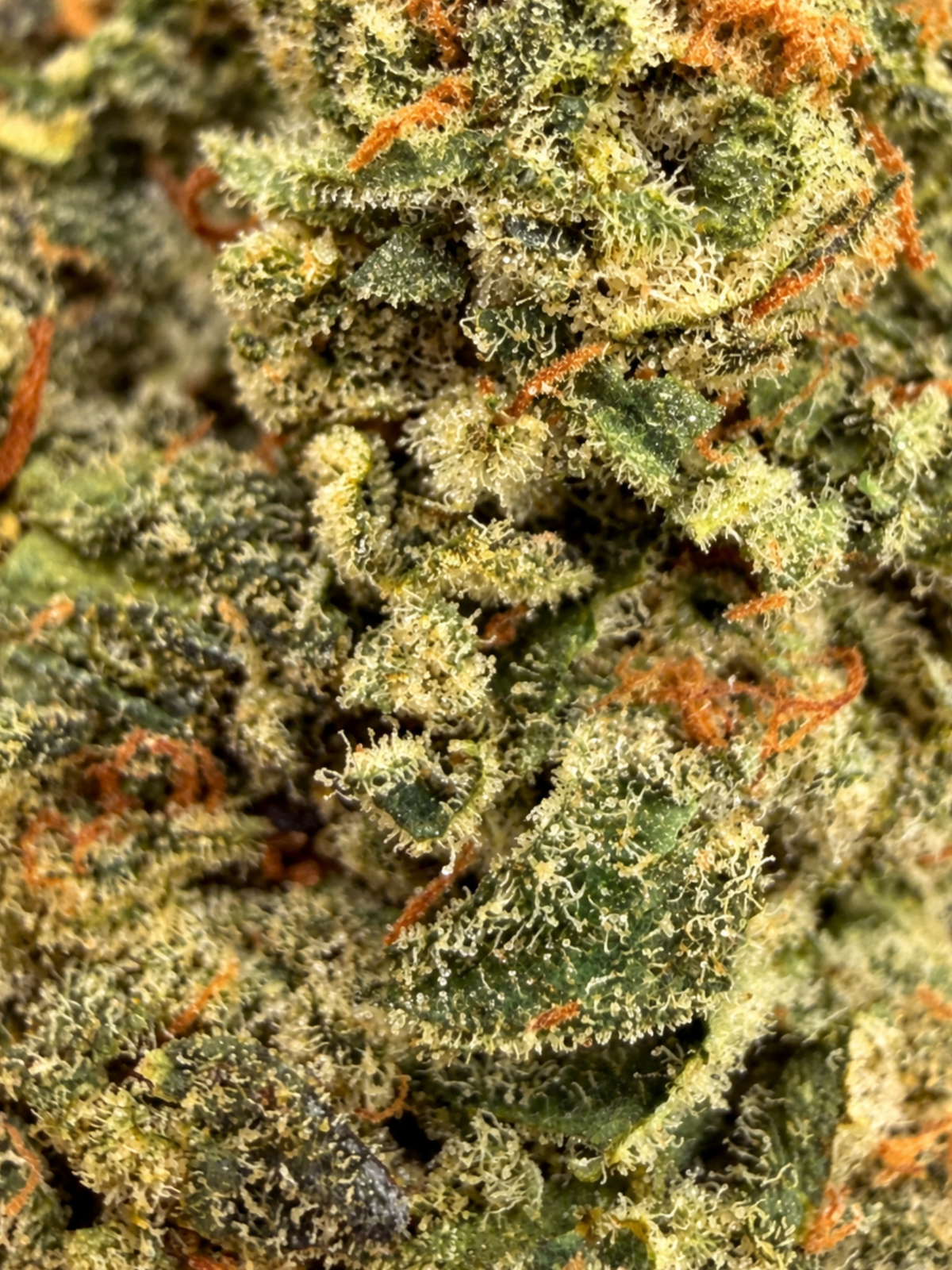 Blue Dream Greenhouse THCa Flower August Cannabis Club