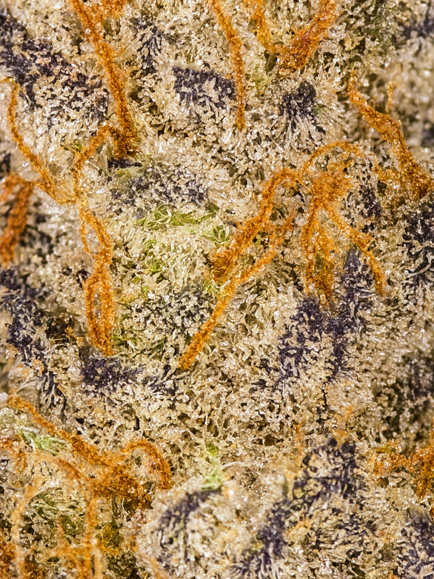 Blueberry Kush THCA Flower Indoor Smalls August Cannabis Club