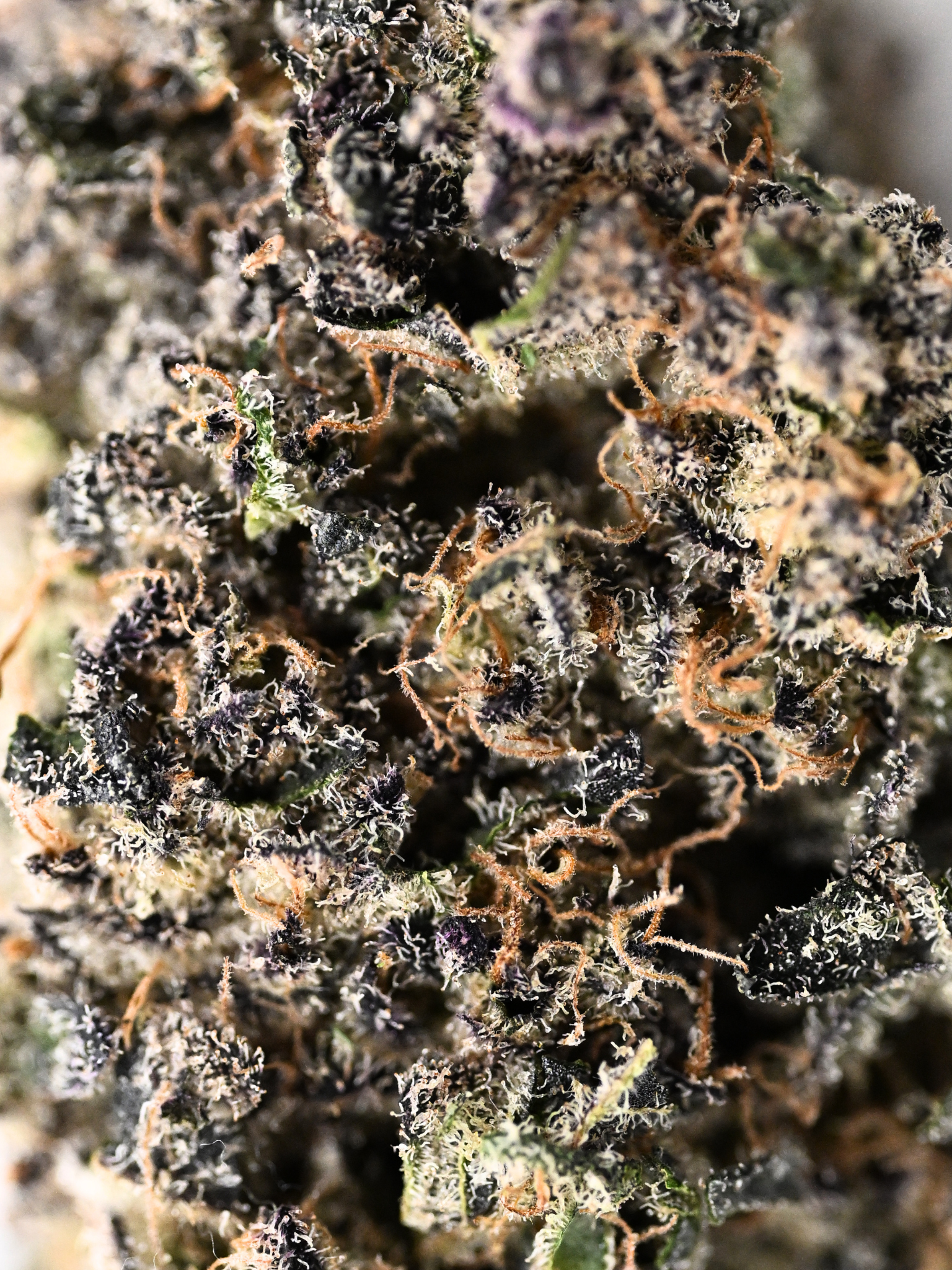 Blueberry Muffin THCa Indica Flower August Cannabis Club Closeup 