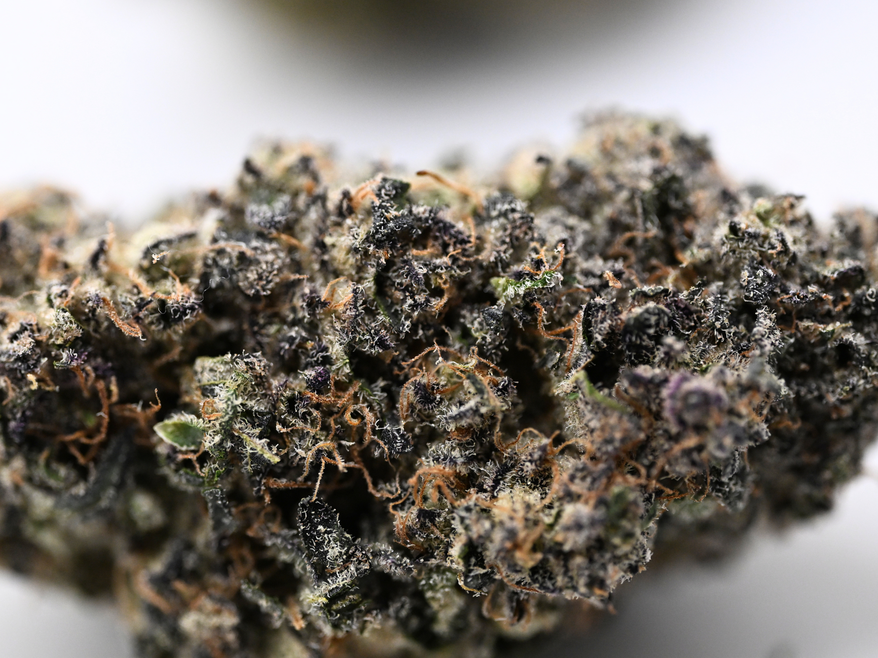 Blueberry Muffin THCa Indica Flower August Cannabis Club