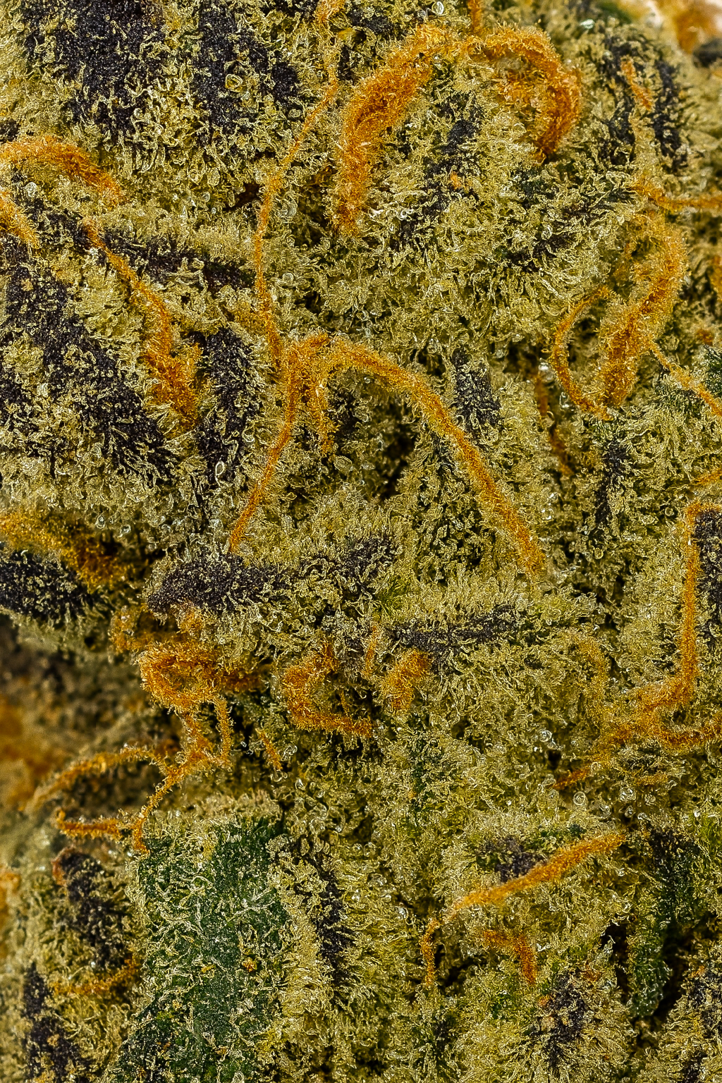 Mandarin Cookies THCA Flower Indoor Smalls August Cannabis Club Closeup