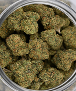 Acapulco Gold THCA Flower Greenhouse Living Soil August Cannabis Club