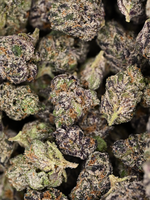 Dank Sinatra August Cannabis Club Indica Living Soil THCA Flower