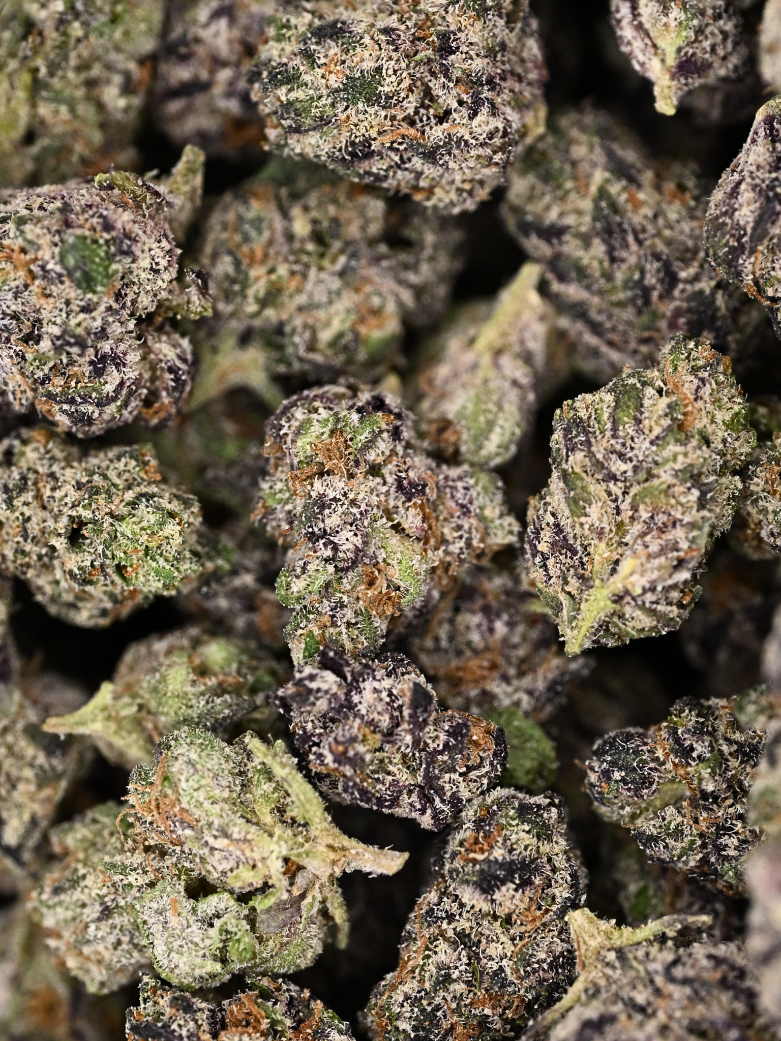 Dank Sinatra August Cannabis Club Indica Living Soil THCA Flower