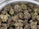 Dank Sinatra August Cannabis Club Indica Living Soil THCA Flower