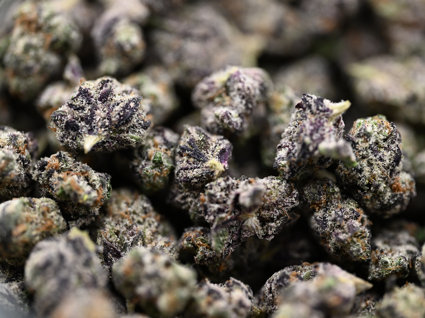 Dank Sinatra | August Cannabis Club | Indica Living Soil | THCA Flower
