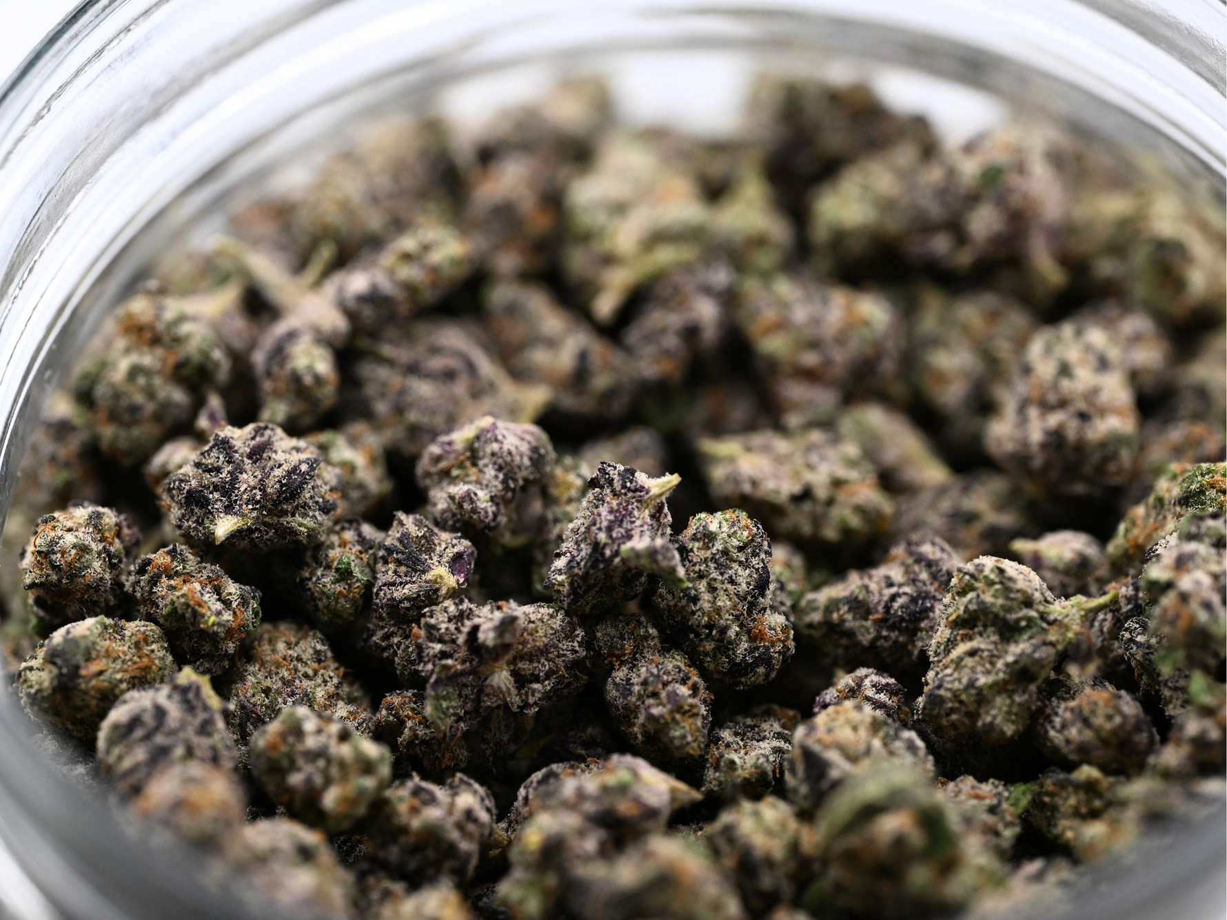 Dank Sinatra August Cannabis Club Indica Living Soil THCA Flower